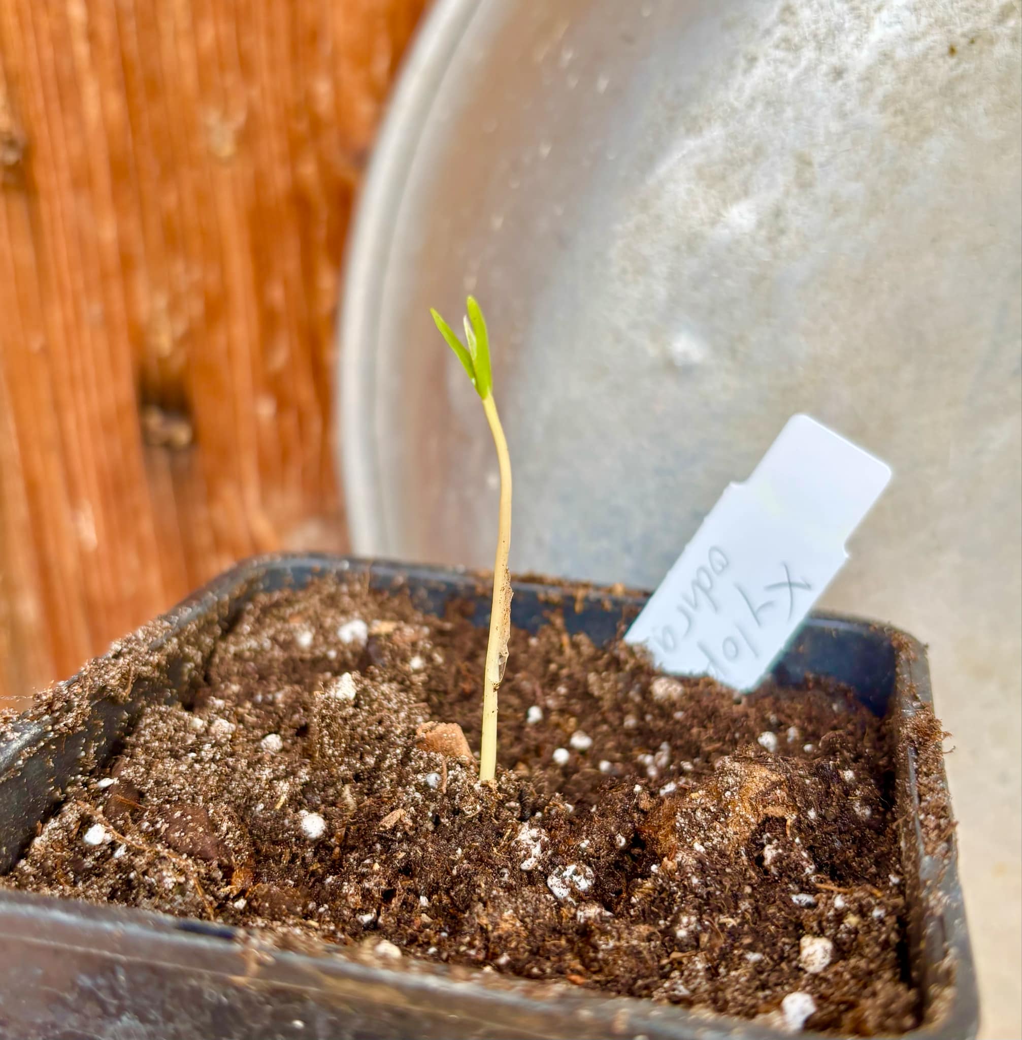 Xylopia ochrantha - 1 small potted seedling / 1 kleiner, getopfter Sämling
