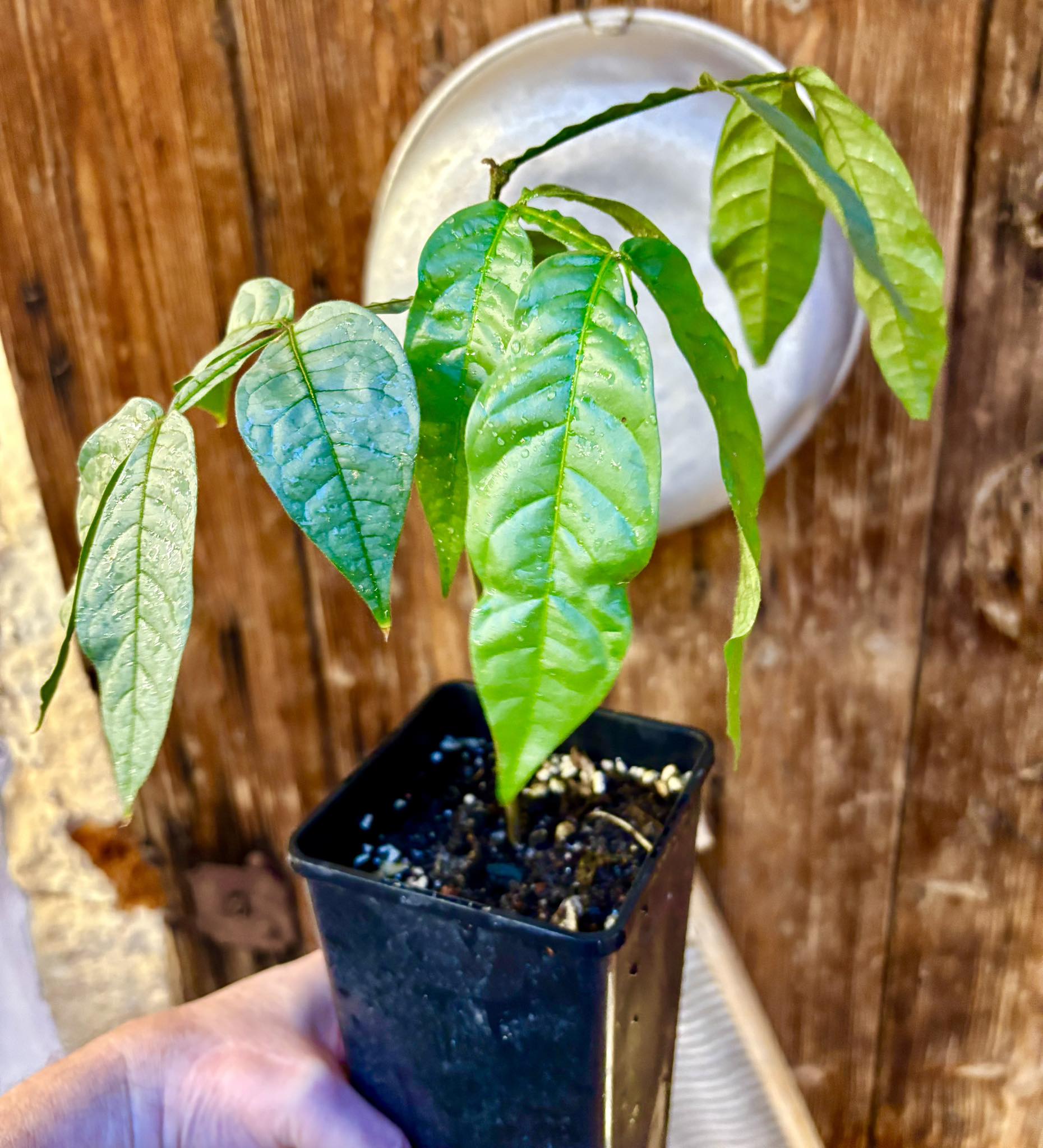 Inga spectabilis - Machete Ice cream bean - 1 potted plant / 1 getopfte Pflanze