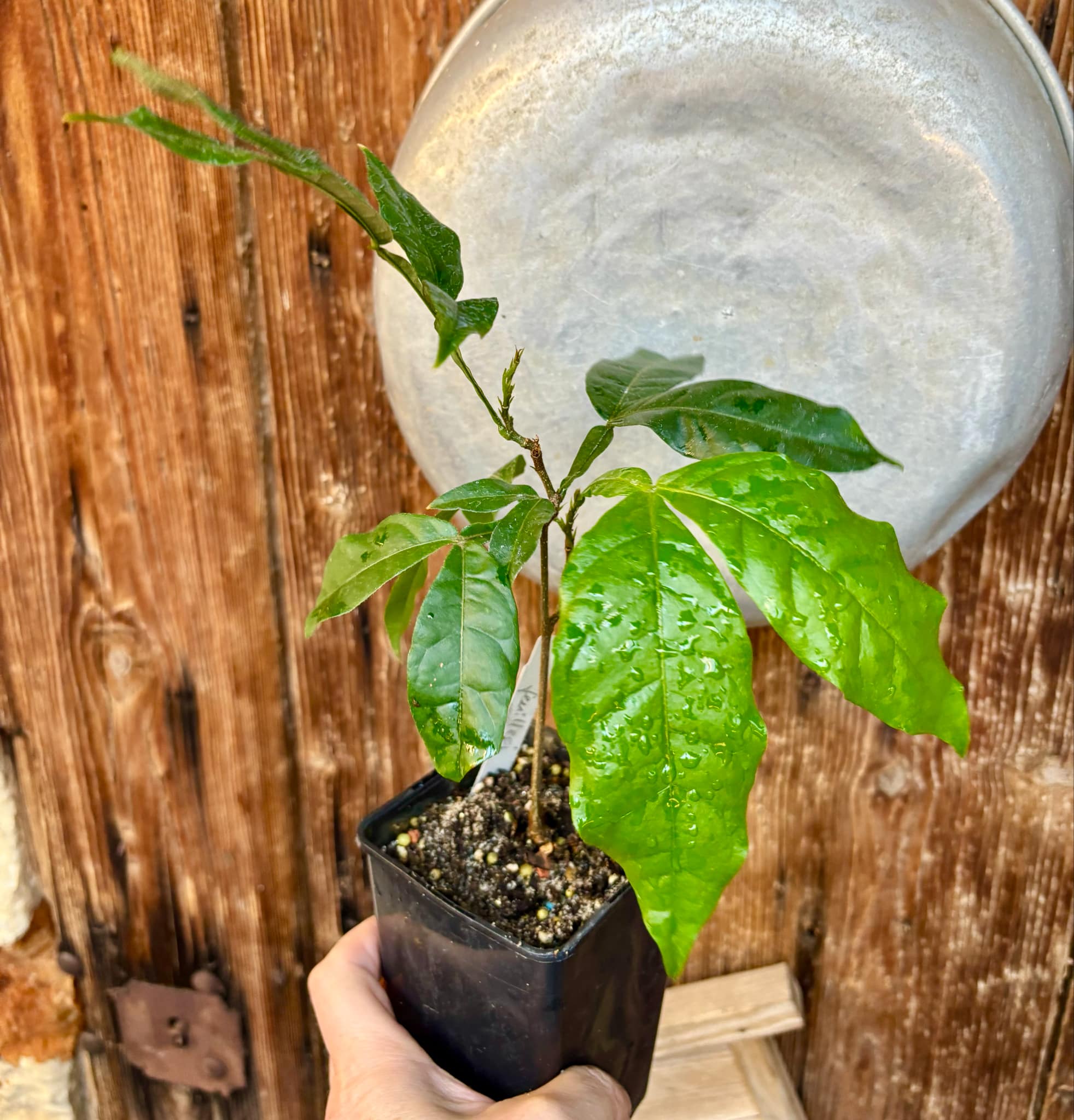 Inga feuilleei - Pacay Ice Cream Bean Nr. 4 - 1 potted plant / 1 getopfte Pflanze Inga feuilleei - Pacay Ice Cream Bean Nr. 4 - 1 potted plant / 1 getopfte Pflanze
