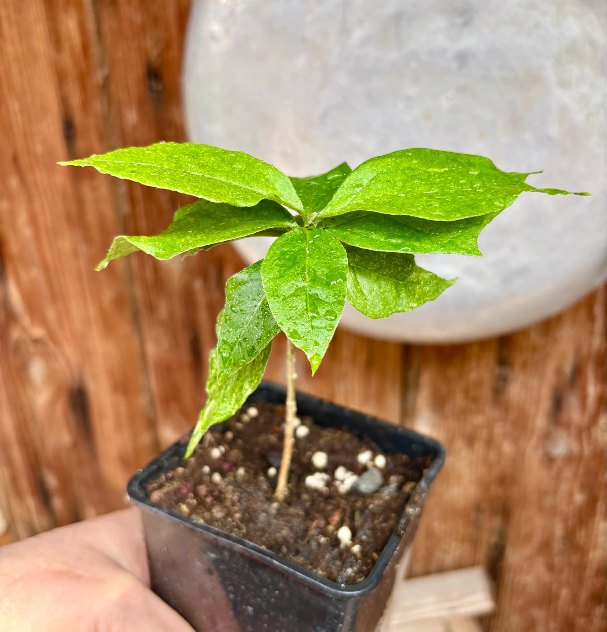 Peanutbutter Fruit (Bunchosia glandulifera) - 1 potted plant / 1 getopfte Pflanze