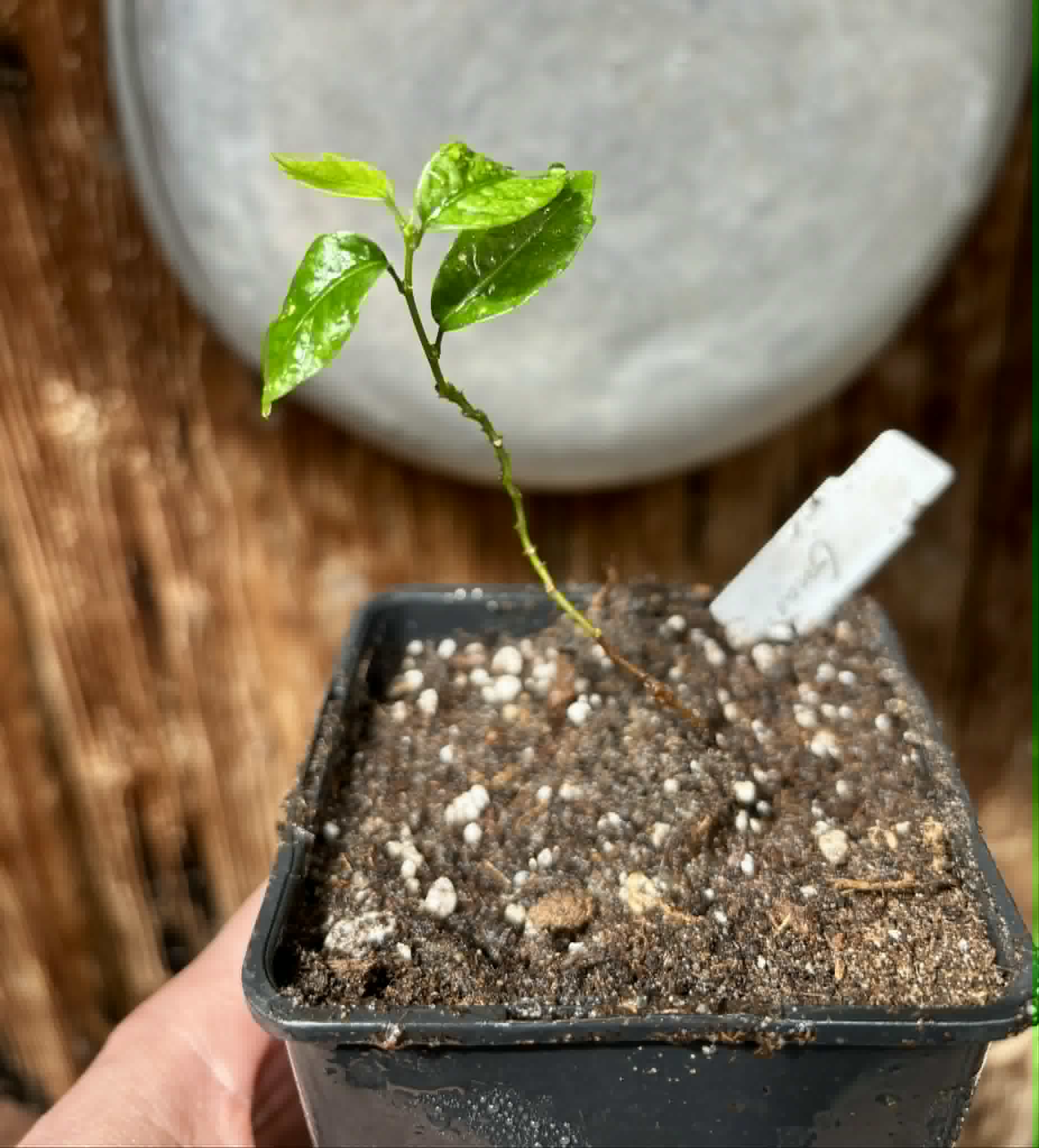 Guaraná (Paullinia cupana) - 1 small potted seedling / 1 kleiner, getopfter Sämling
