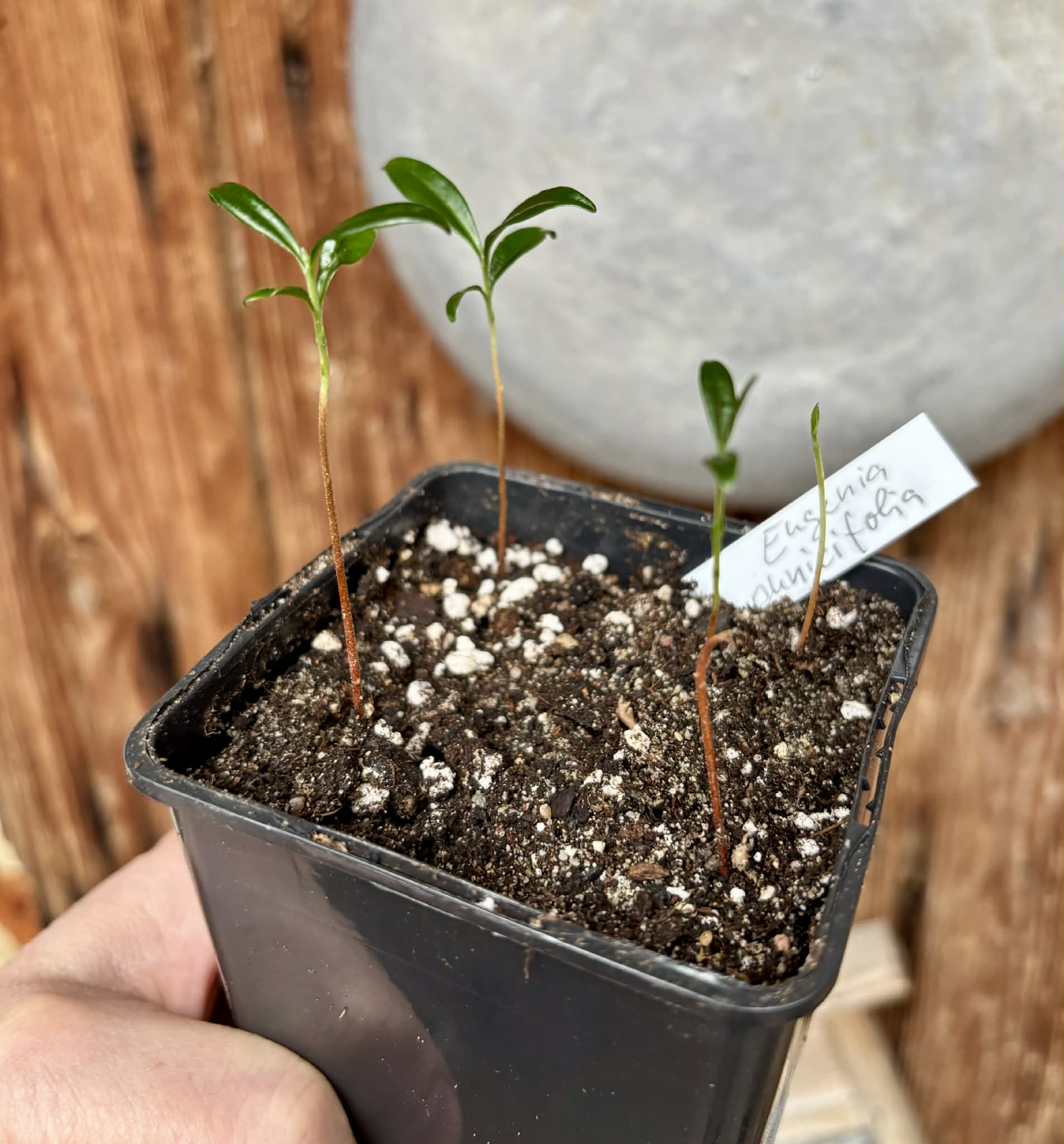 4 in 1 pot - Eugenia punicifolia - 1 potted plant / 1 getopfte Pflanze