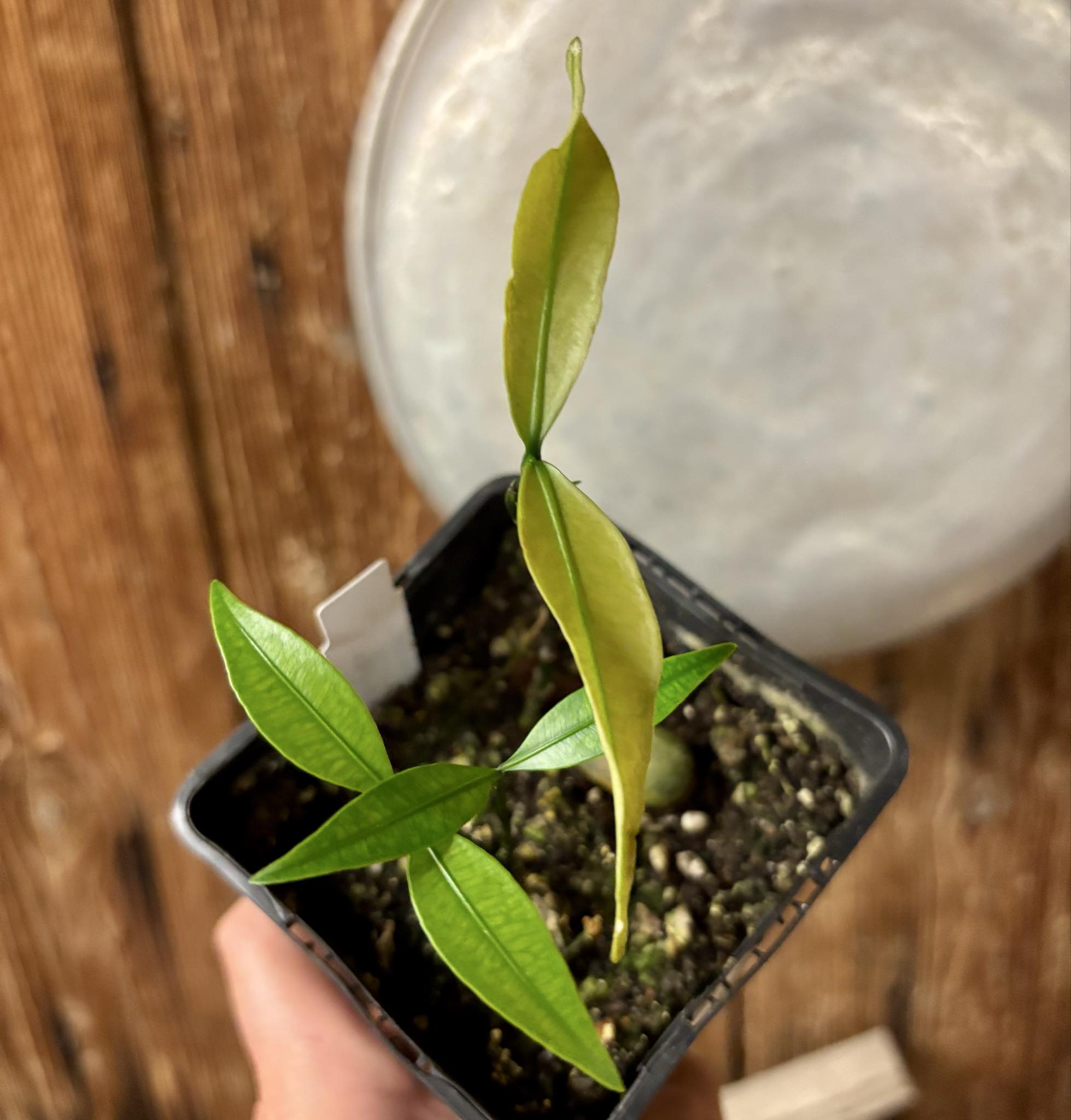 2 in 1 pot - Garcinia humilis  - Achachairu - 1 small potted seedling / 1 kleiner, getopfter Sämling