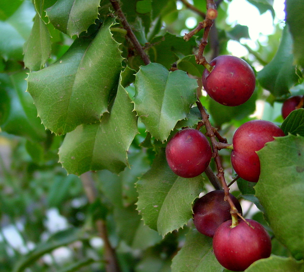 Catalina Cherry (Prunus ilicifolia subsp. ilicifolia) - 1 fresh seed / 1 frischer Samen