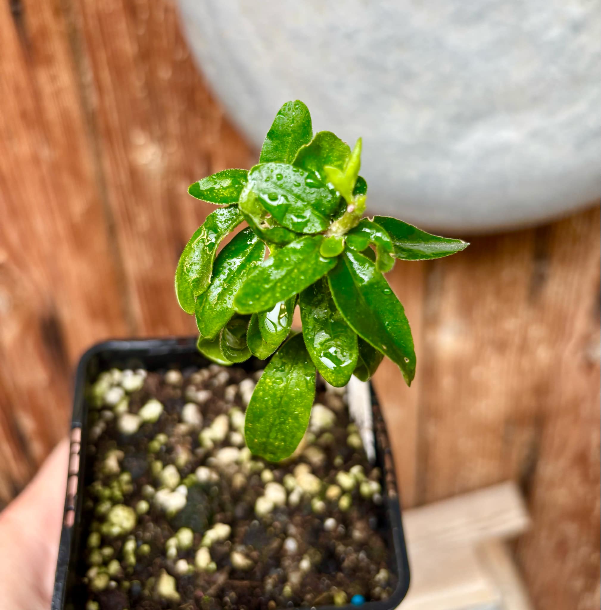 Kei Apple (Dovyalis caffra) Nr. 6 - 1 potted plant / 1 getopfte Pflanze Kei Apple (Dovyalis caffra) Nr. 6 - 1 potted plant / 1 getopfte Pflanze