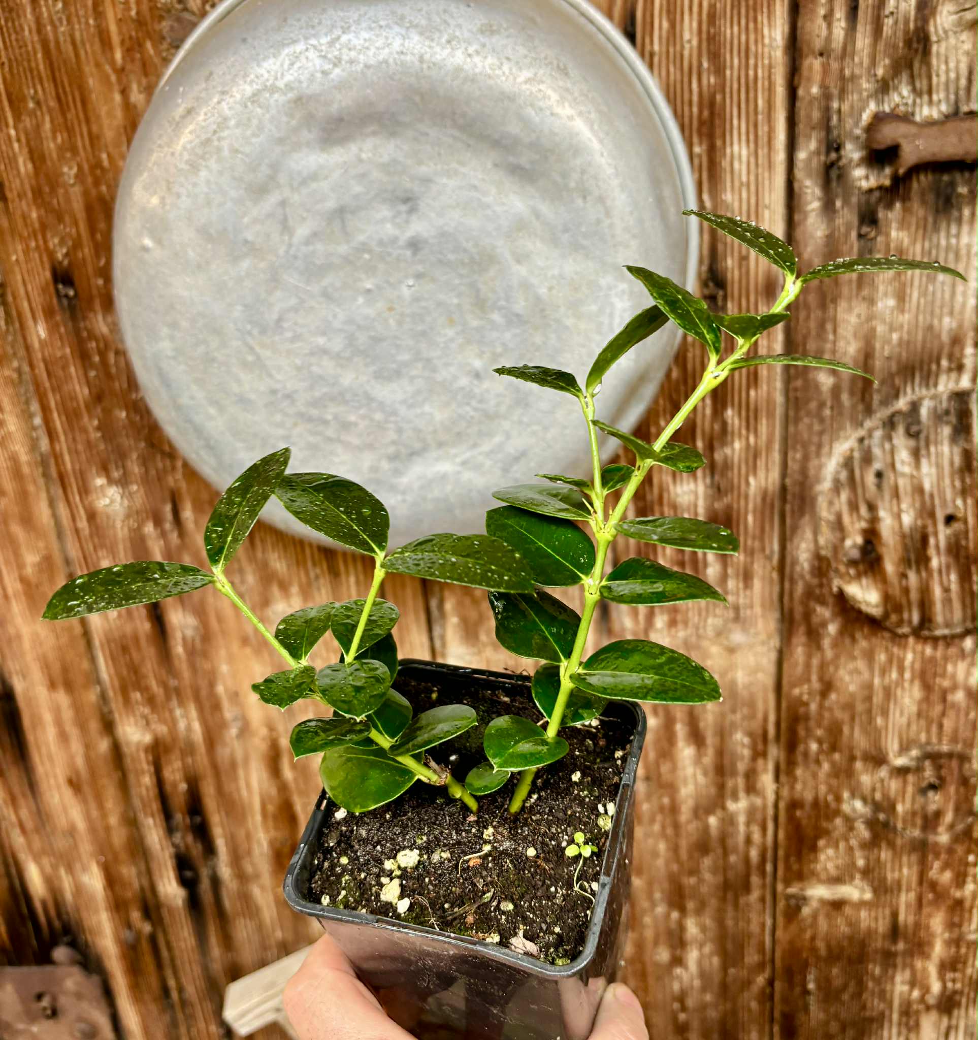 Carissa macrocarpa - Natal Plum - rooted cutting - 1 potted rooted cutting / 1 getopfter, bewurzelter Steckling