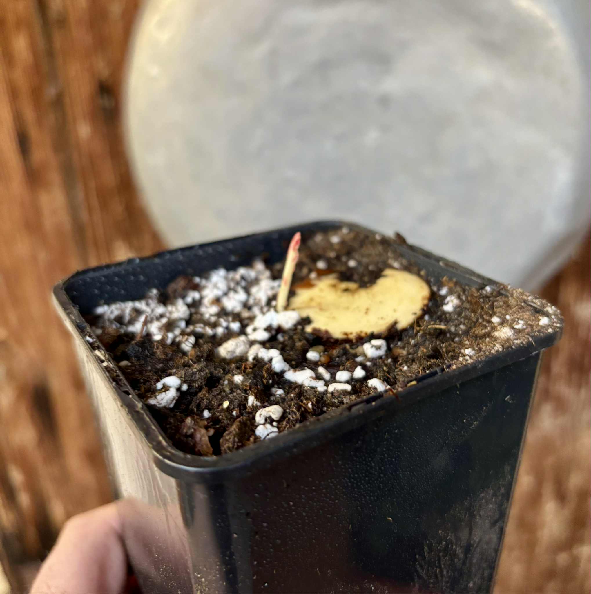 Plinia longiacuminata Nr. 2 -  1 potted seedling / 1 getopfter Sämling