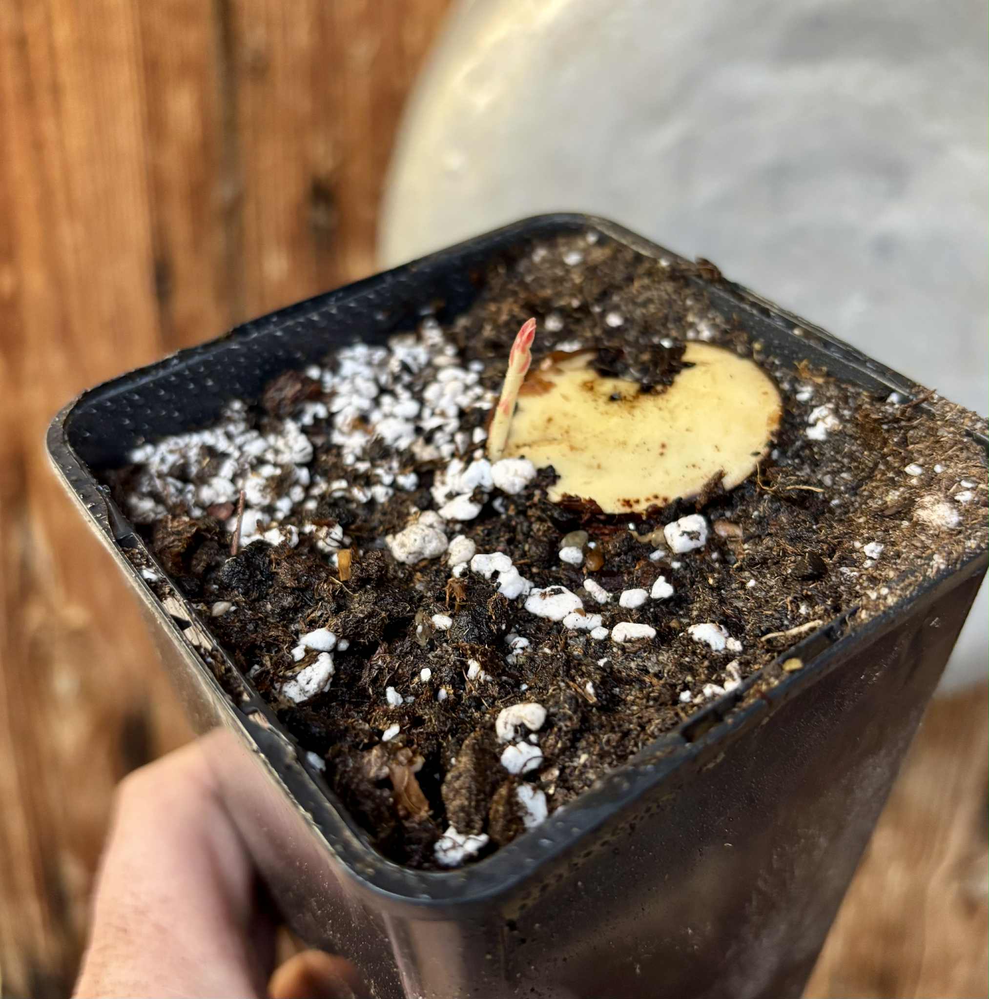 Plinia longiacuminata Nr. 2 -  1 potted seedling / 1 getopfter Sämling