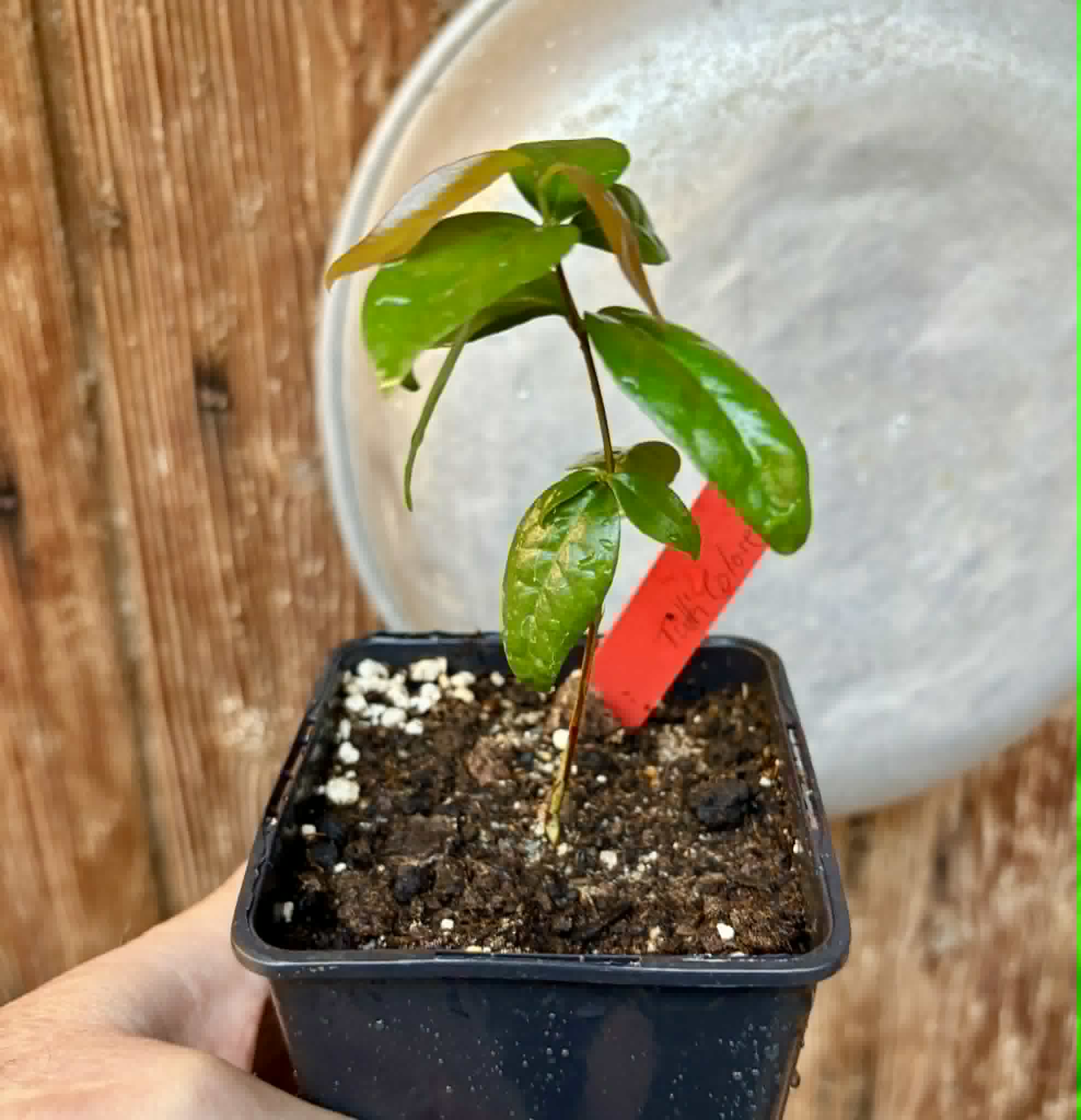 Eugenia uniflora var. Tutti Colore  - 1 spotted seedling / 1 getopfter Sämling