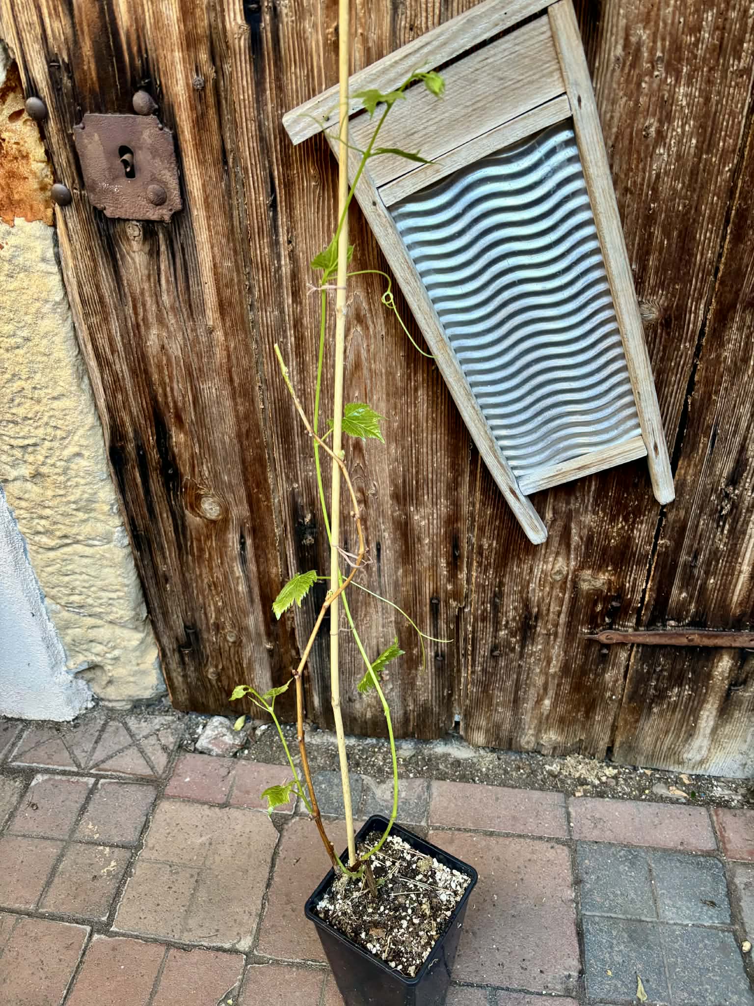 only 1 available - Muscadine var. Noble (Vitis rotundifolia) -  1 potted plant / 1 getopfte Pflanze