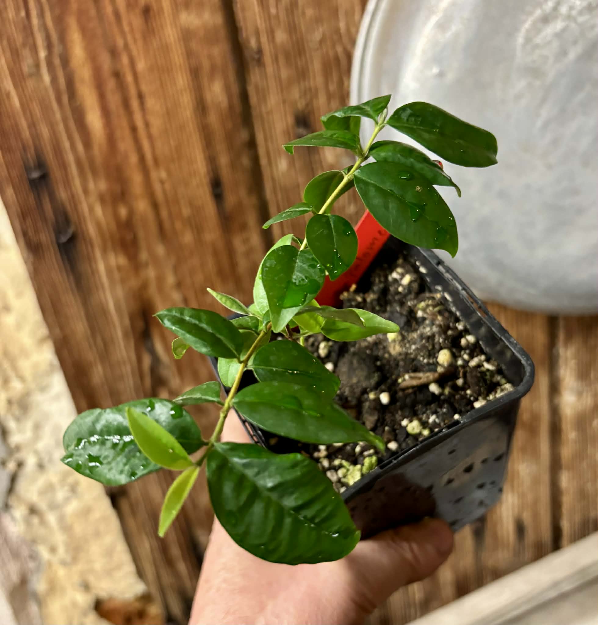 Eugenia sp Palometa - 1 potted seedling / 1 getopfter Sämling