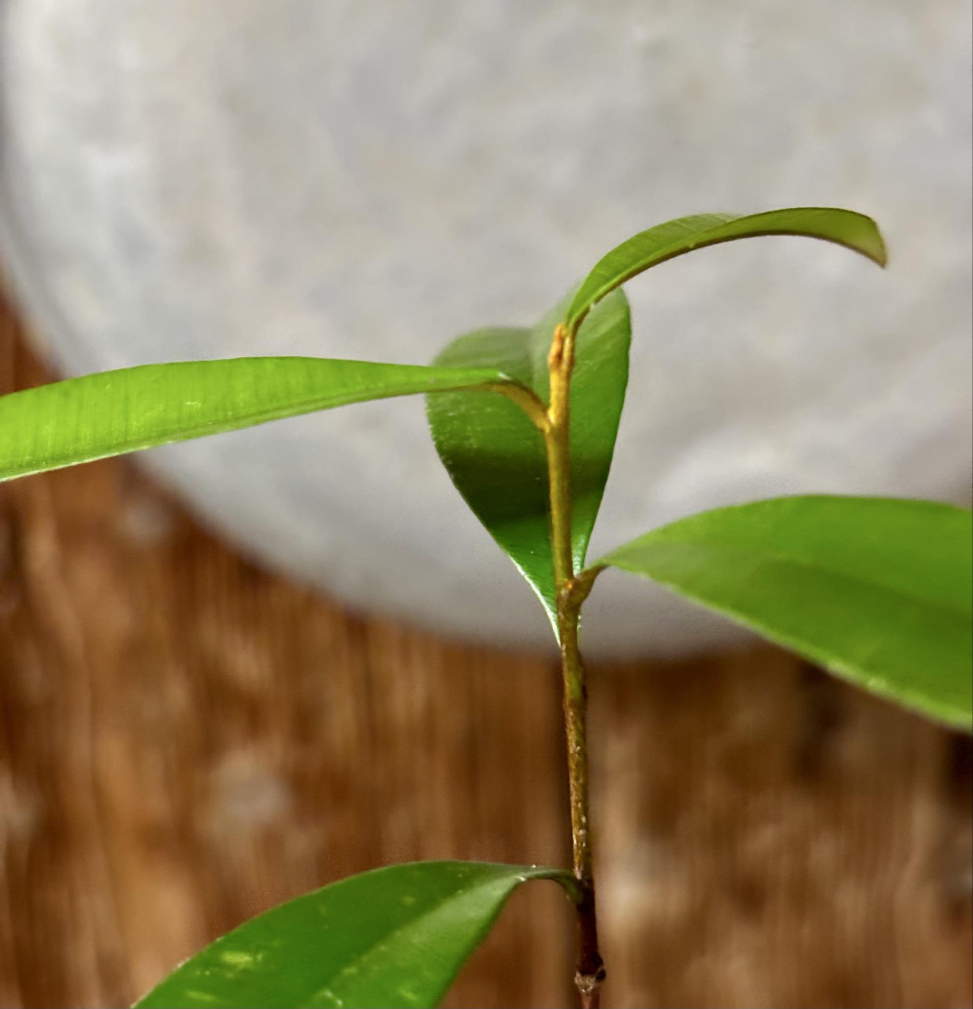 Diploon sp Uva de Leite  -  1 potted plant / 1 getopfte Pflanze Diploon sp Uva de Leite  -  1 potted plant / 1 getopfte Pflanze