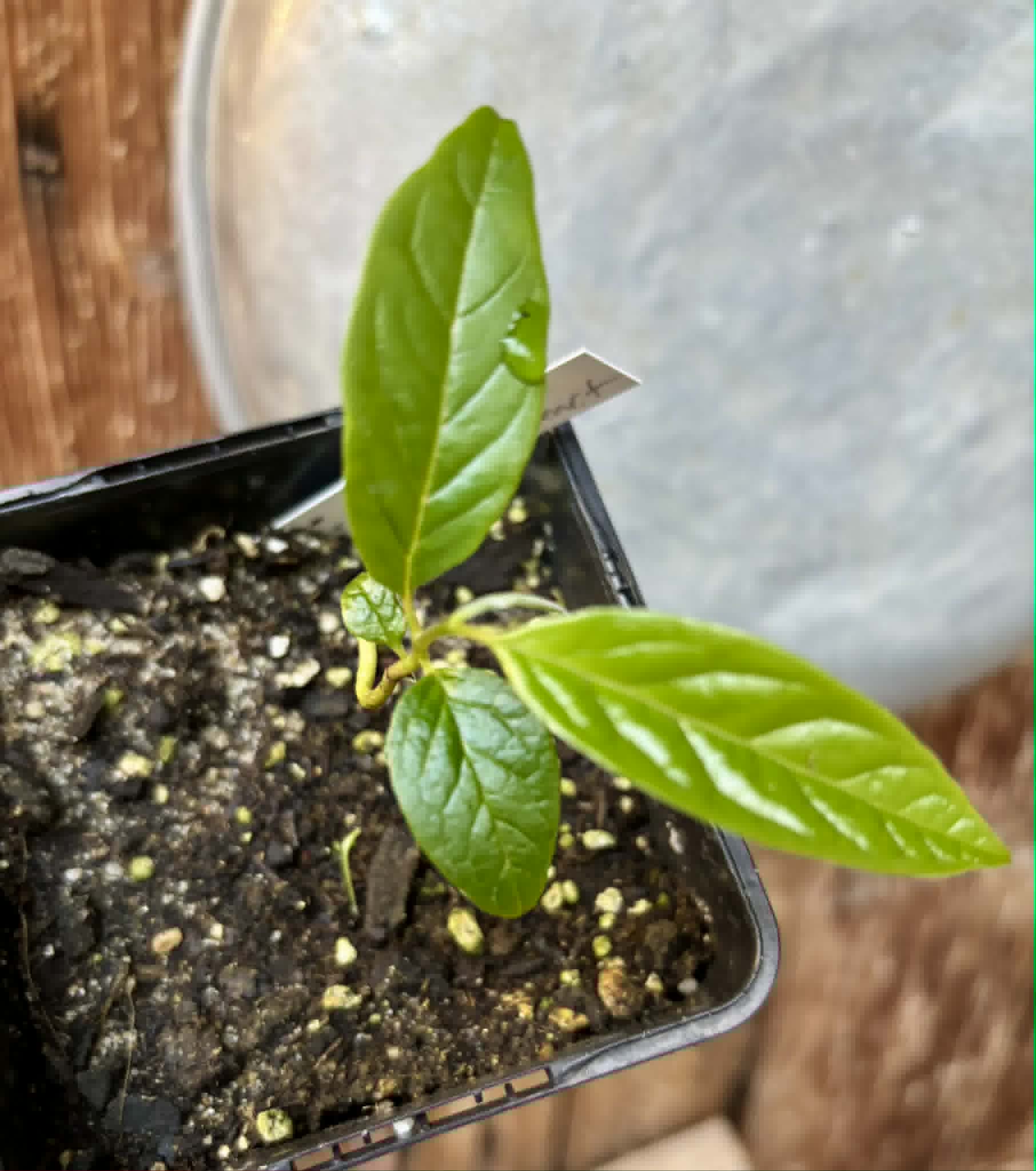 Annona reticulata var Ruby Heart- 1 potted seedling / 1 getopfter Sämling