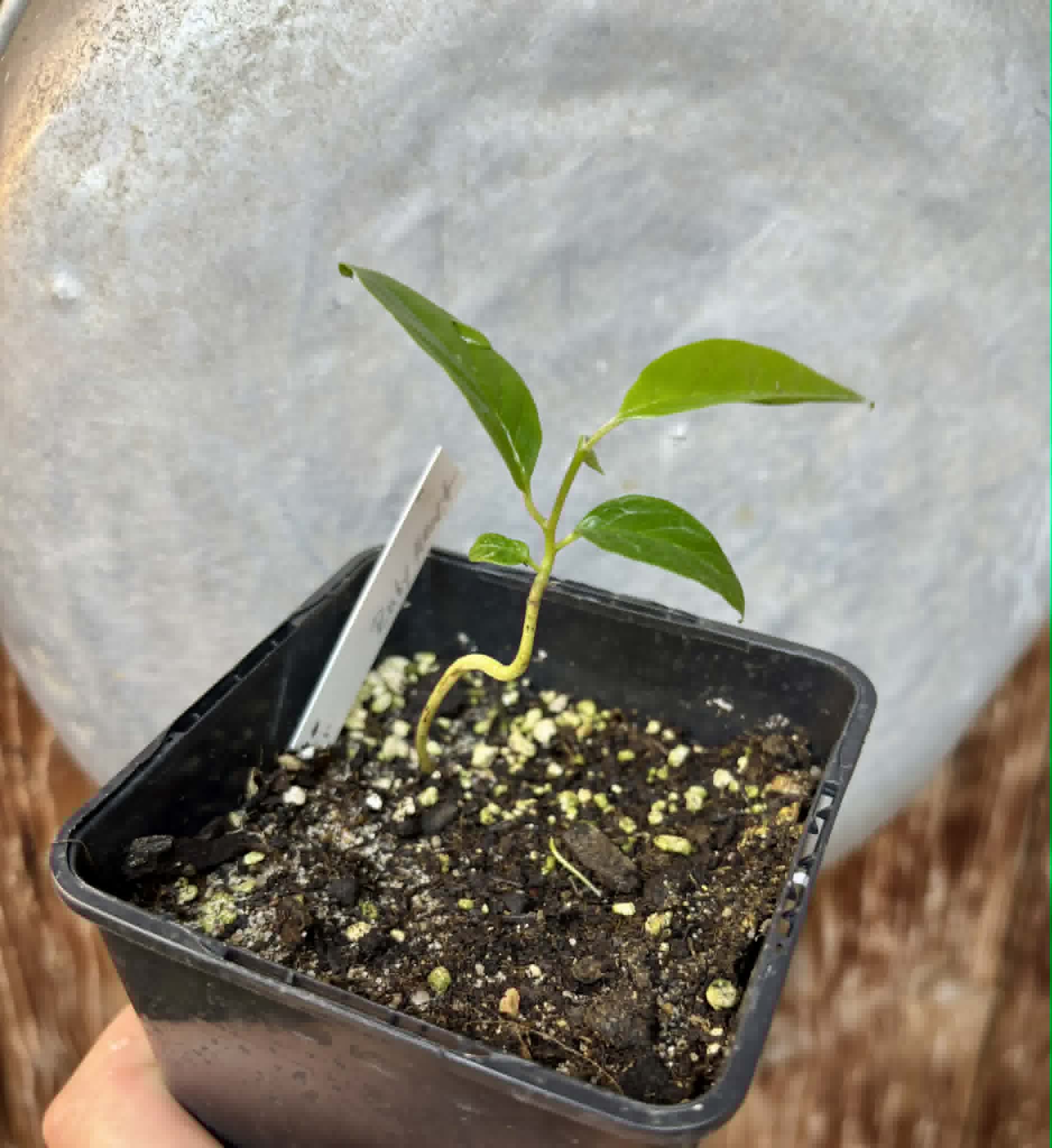 Annona reticulata var Ruby Heart- 1 potted seedling / 1 getopfter Sämling
