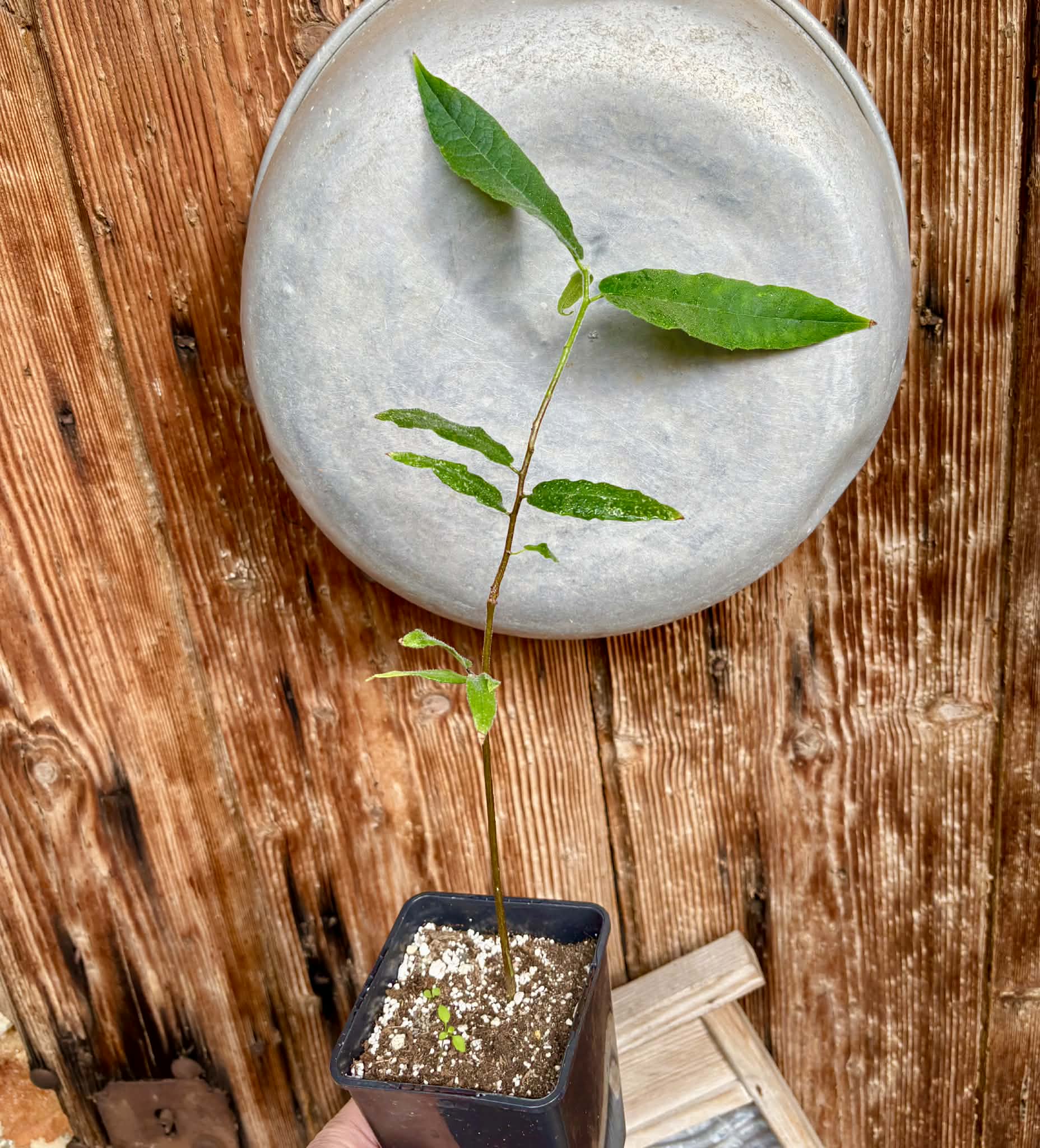Pseudoxandra bahiensis - 1 potted plant / 1 getopfte Pflanze