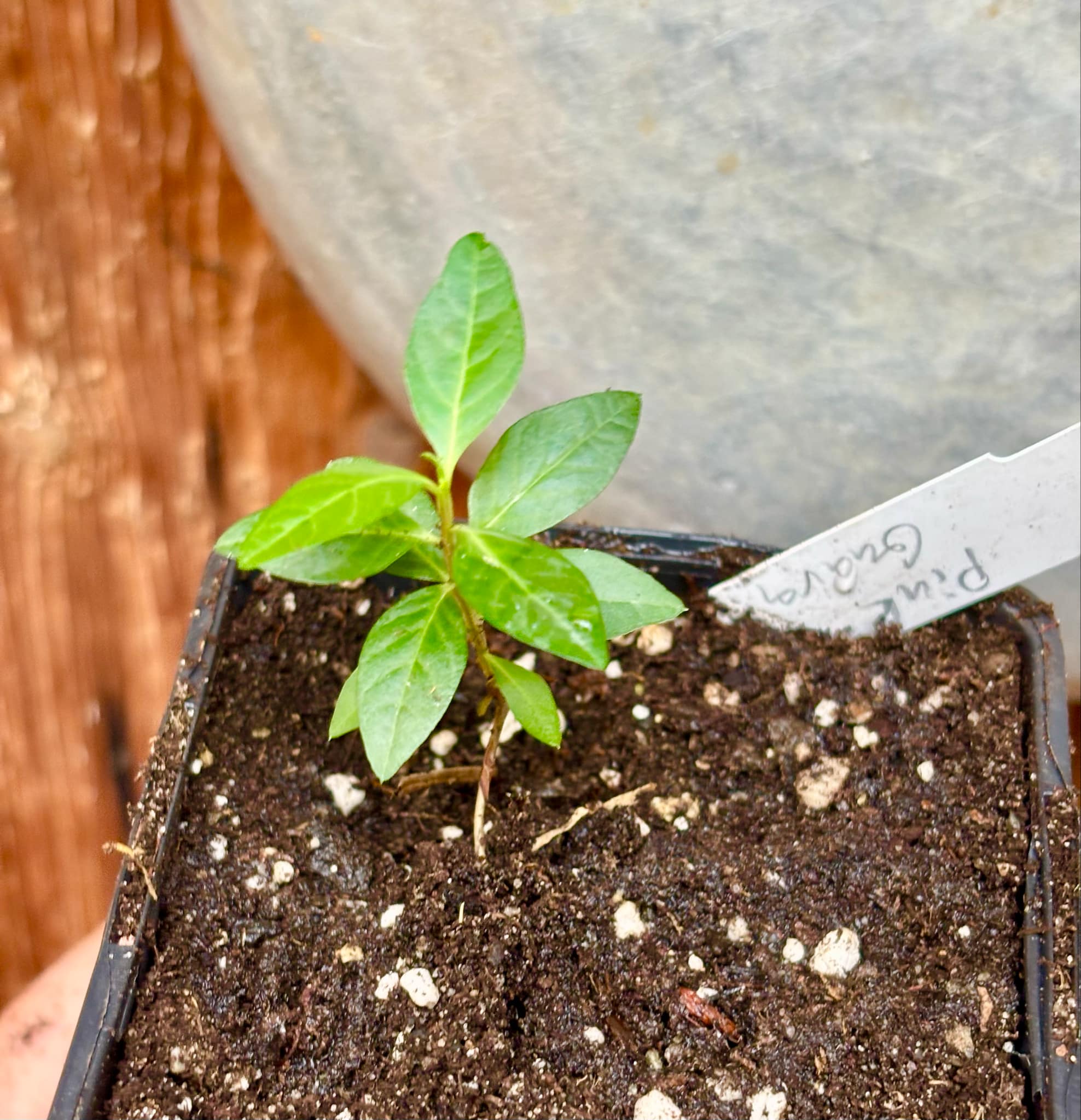Psidium guajava - Pink Felah  - 1 small potted seedling / 1 kleiner, getopfter Sämling 