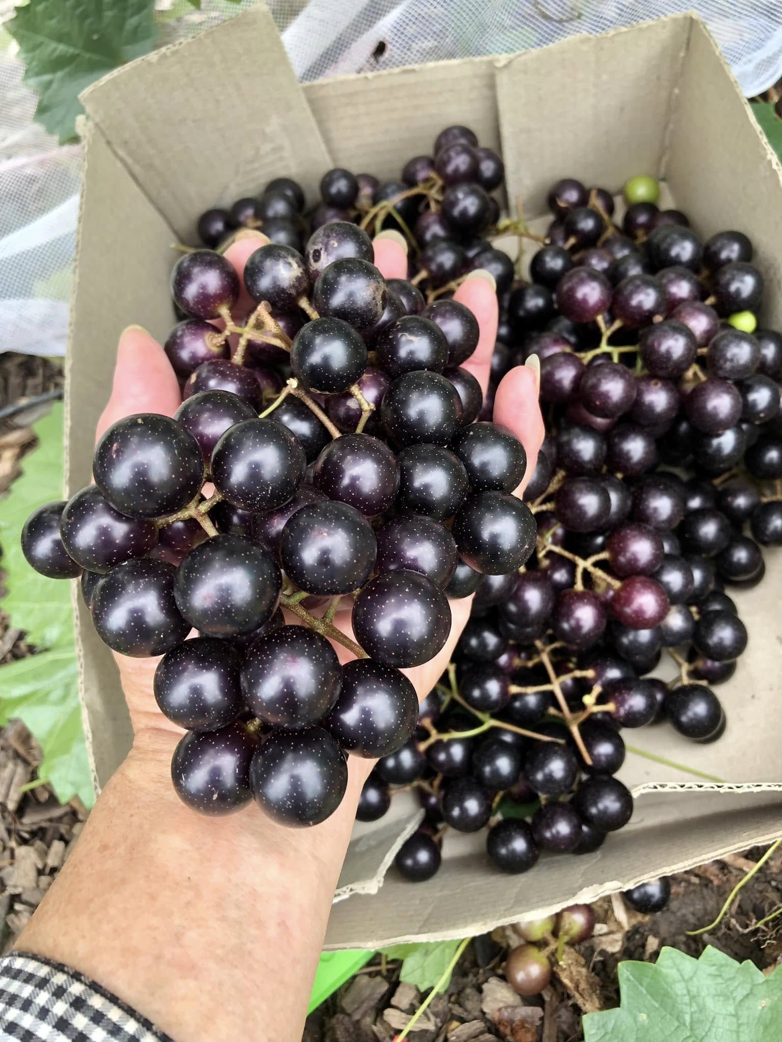 only 1 available - Muscadine var. Noble (Vitis rotundifolia) -  1 potted plant / 1 getopfte Pflanze