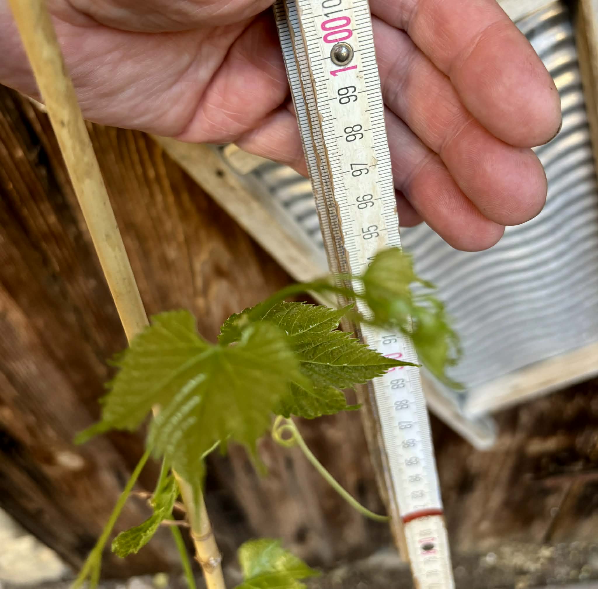 only 1 available - Muscadine var. Noble (Vitis rotundifolia) -  1 potted plant / 1 getopfte Pflanze