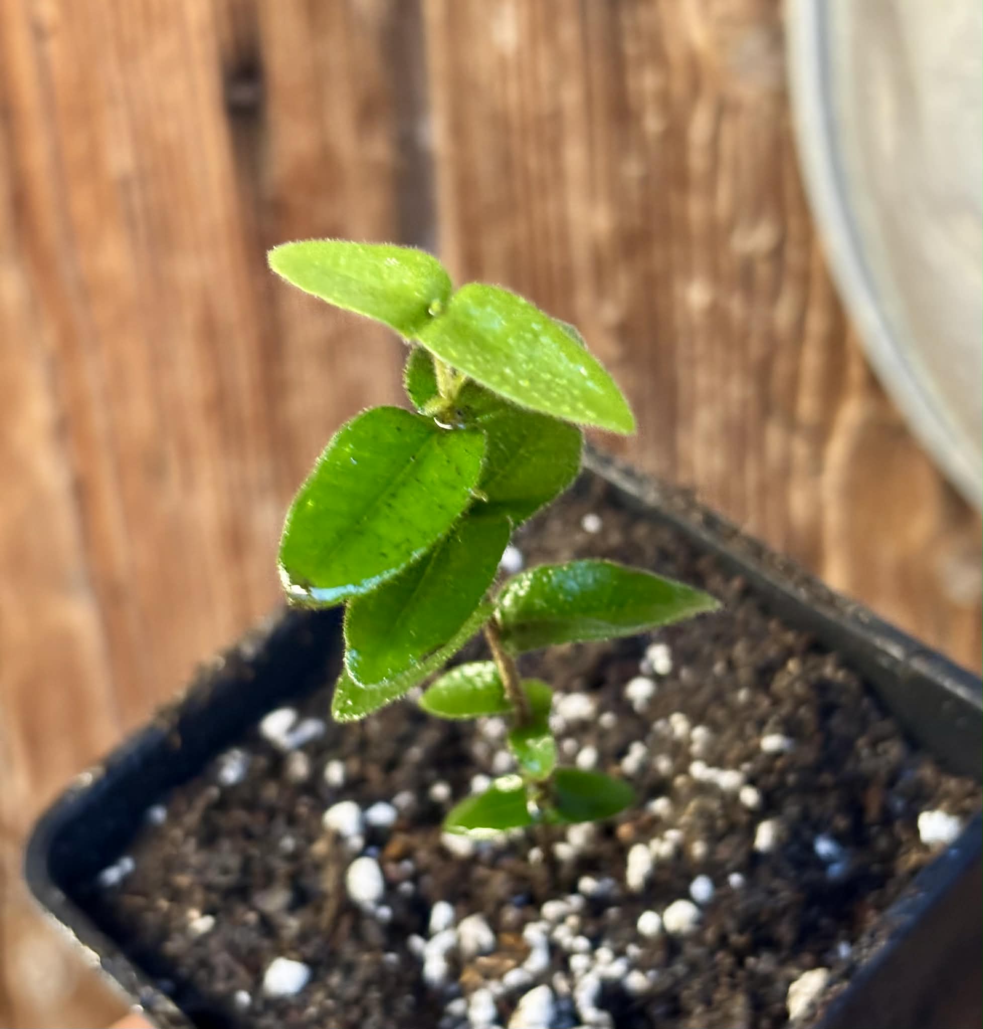 Myrciaria caerulescens (Roxa - Blue Guaquiea) - 1 potted seedling / 1 getopfter Sämling