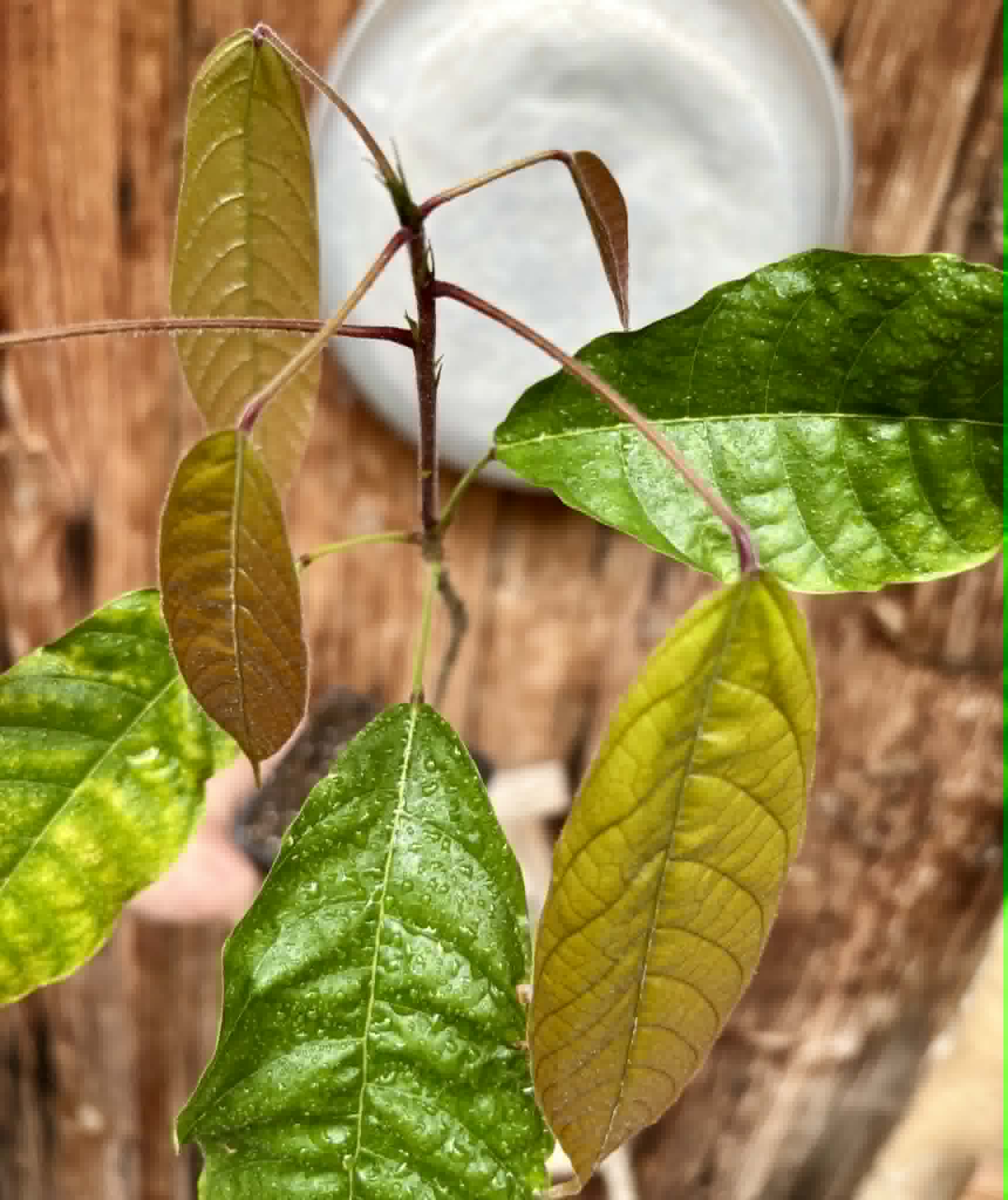 Cola acuminata - 1 potted seedling / 1 getopfter Sämling