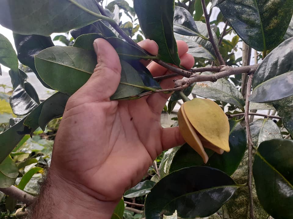 Annona montana var. Gaspar (Anestor Mezzomo) - 1 fresh seed / 1 frischer Samen