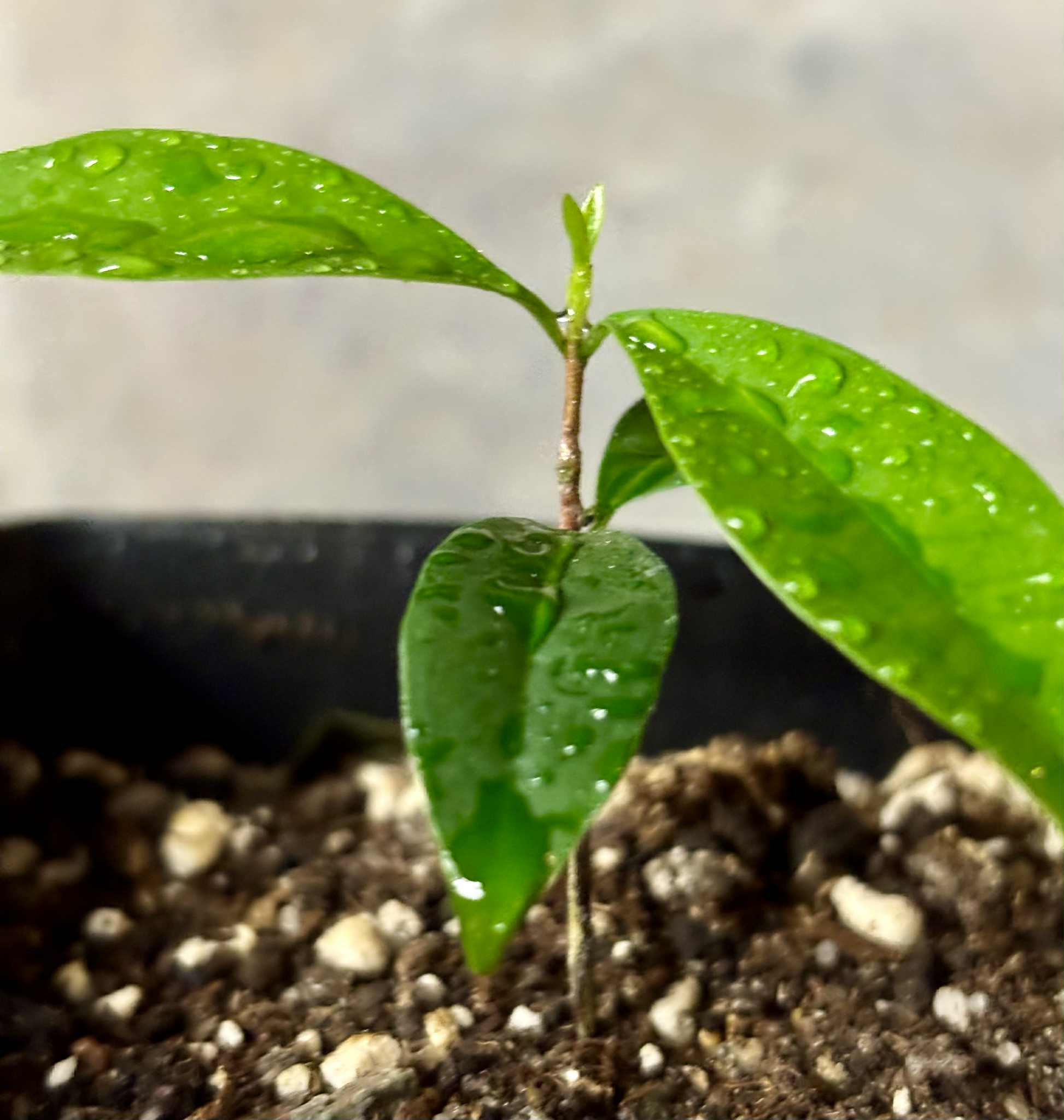 Eugenia punicifolia - 1 potted plant / 1 getopfte Pflanze