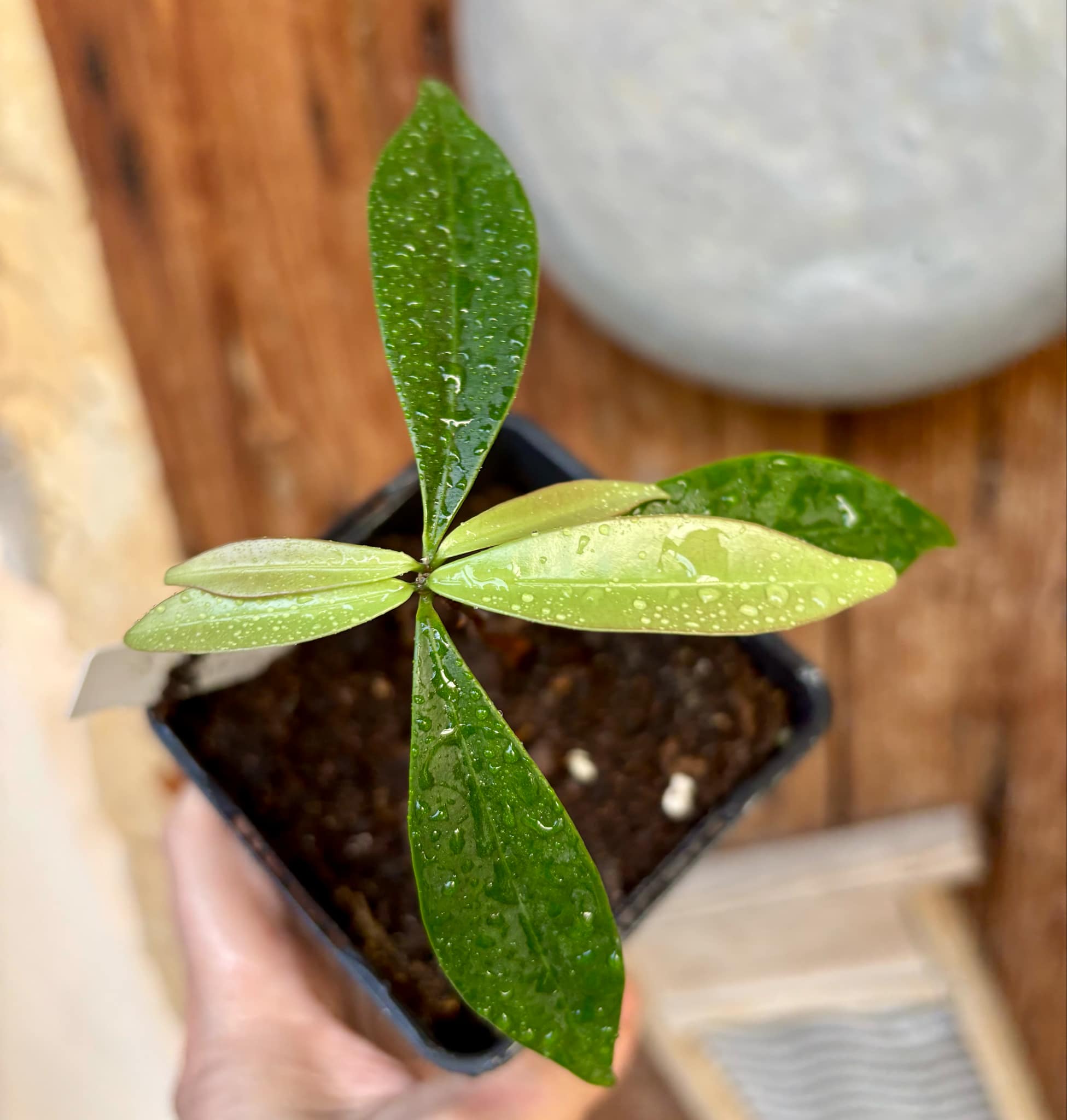 Eugenia sp Batinga Verdadeira -  1 potted plant / 1 getopfte Pflanze