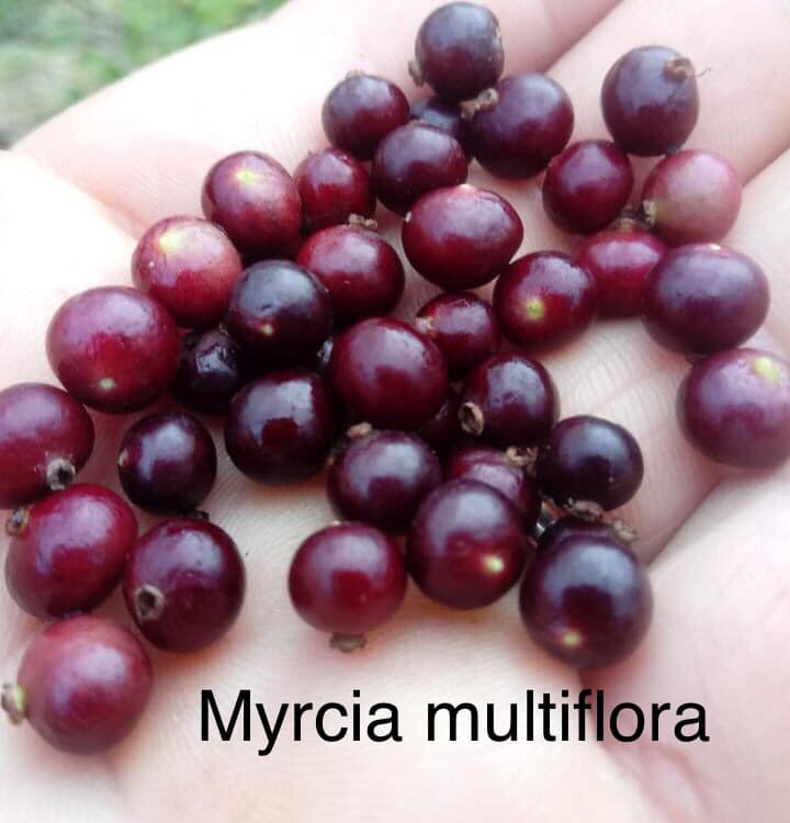 Myrcia multiflora - 1 potted plant / 1 getopfte Pflanze Myrcia multiflora - 1 potted plant / 1 getopfte Pflanze
