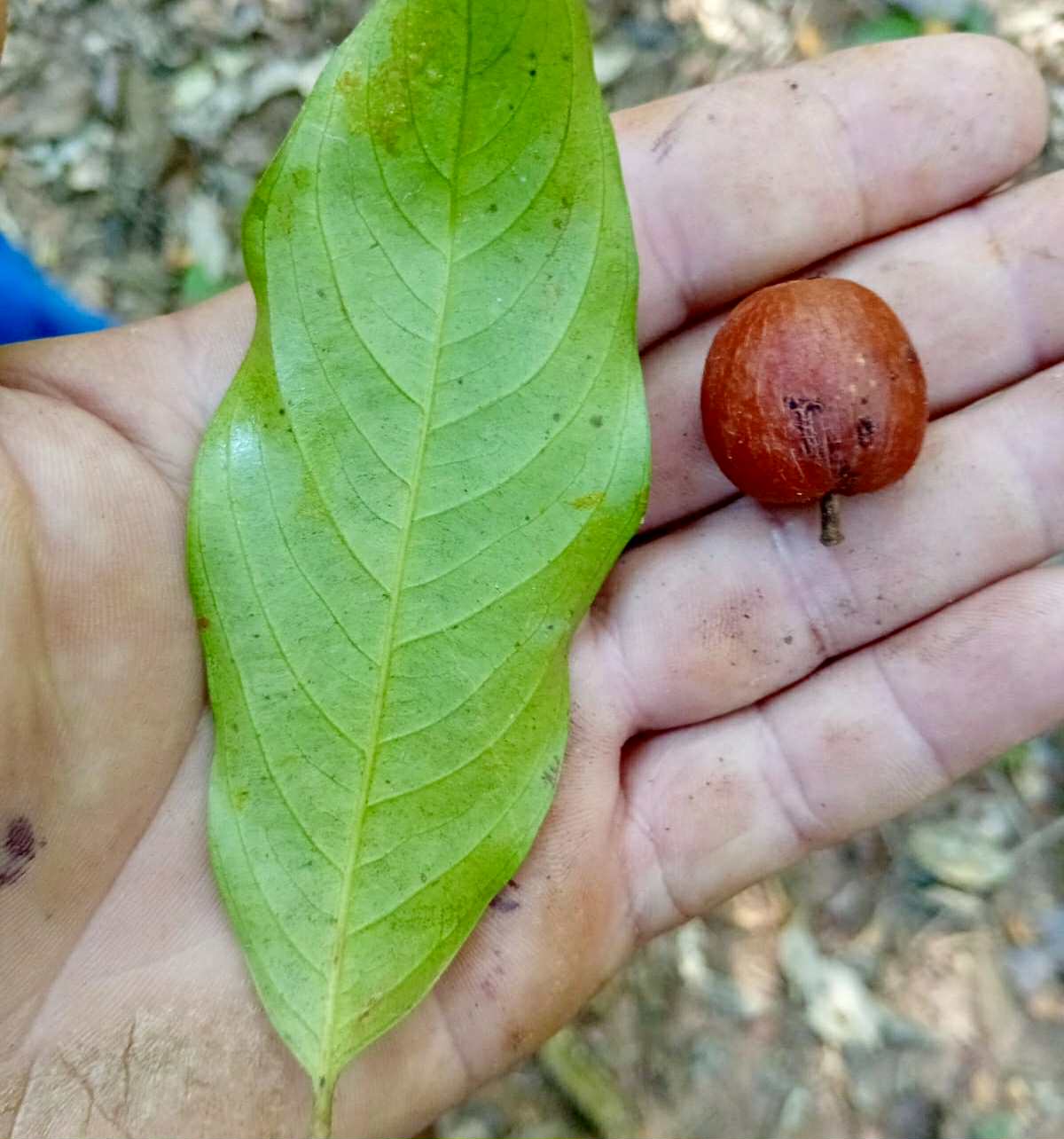 Unknown fruit from Amazonas Rondonia Brasil - 1 fresh seed / 1 frischer Samen Unknown fruit from Amazonas Rondonia Brasil - 1 fresh seed / 1 frischer Samen