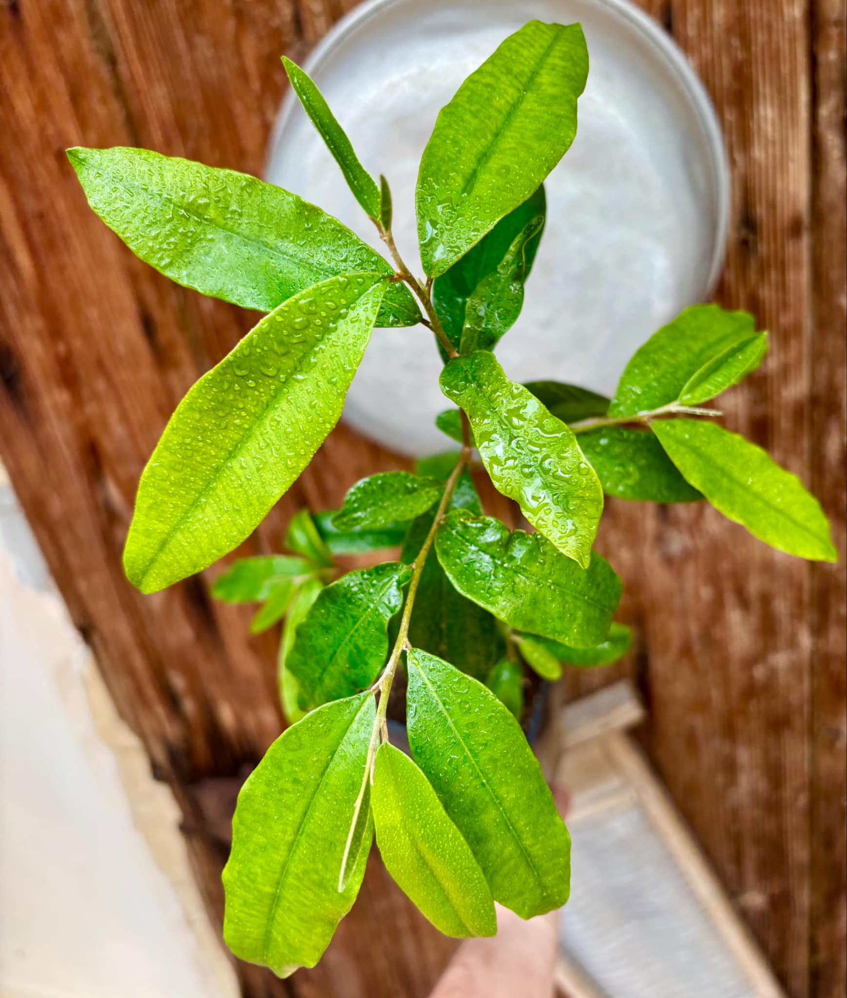 Marsypopetalum littorale - 1 potted plant / 1 getopfte Pflanze Marsypopetalum littorale - 1 potted plant / 1 getopfte Pflanze