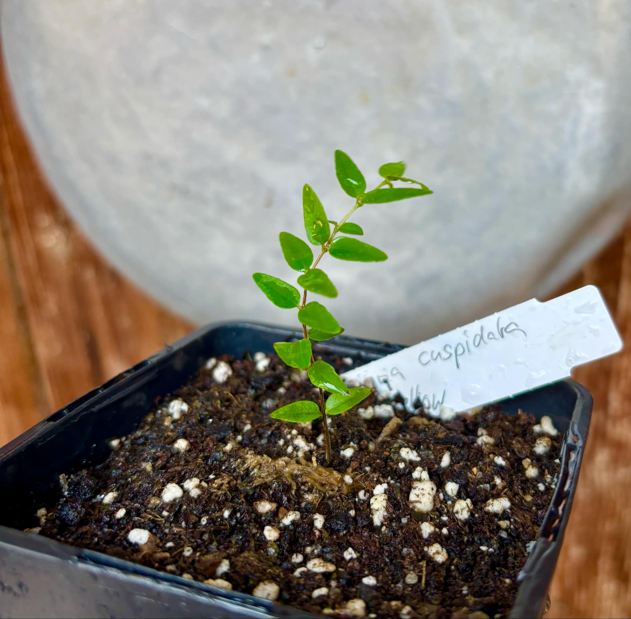 Myrciaria cuspidata YELLOW - 1 small potted plant / 1 kleine, getopfte Pflanze