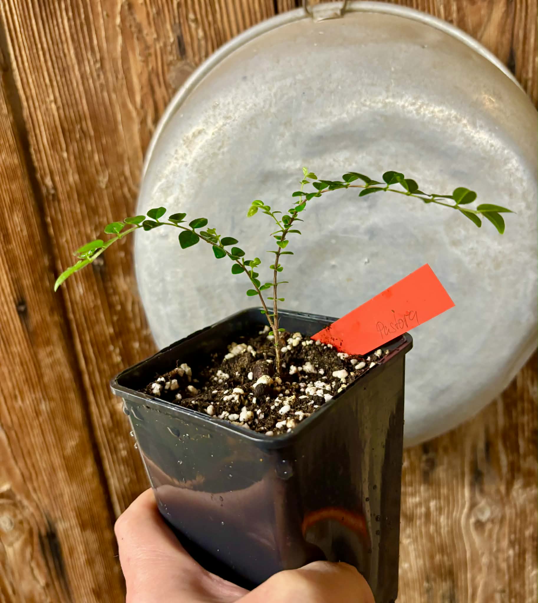 Myrciaria sp Pastora - 1 potted seedling / 1 getopfter Sämling