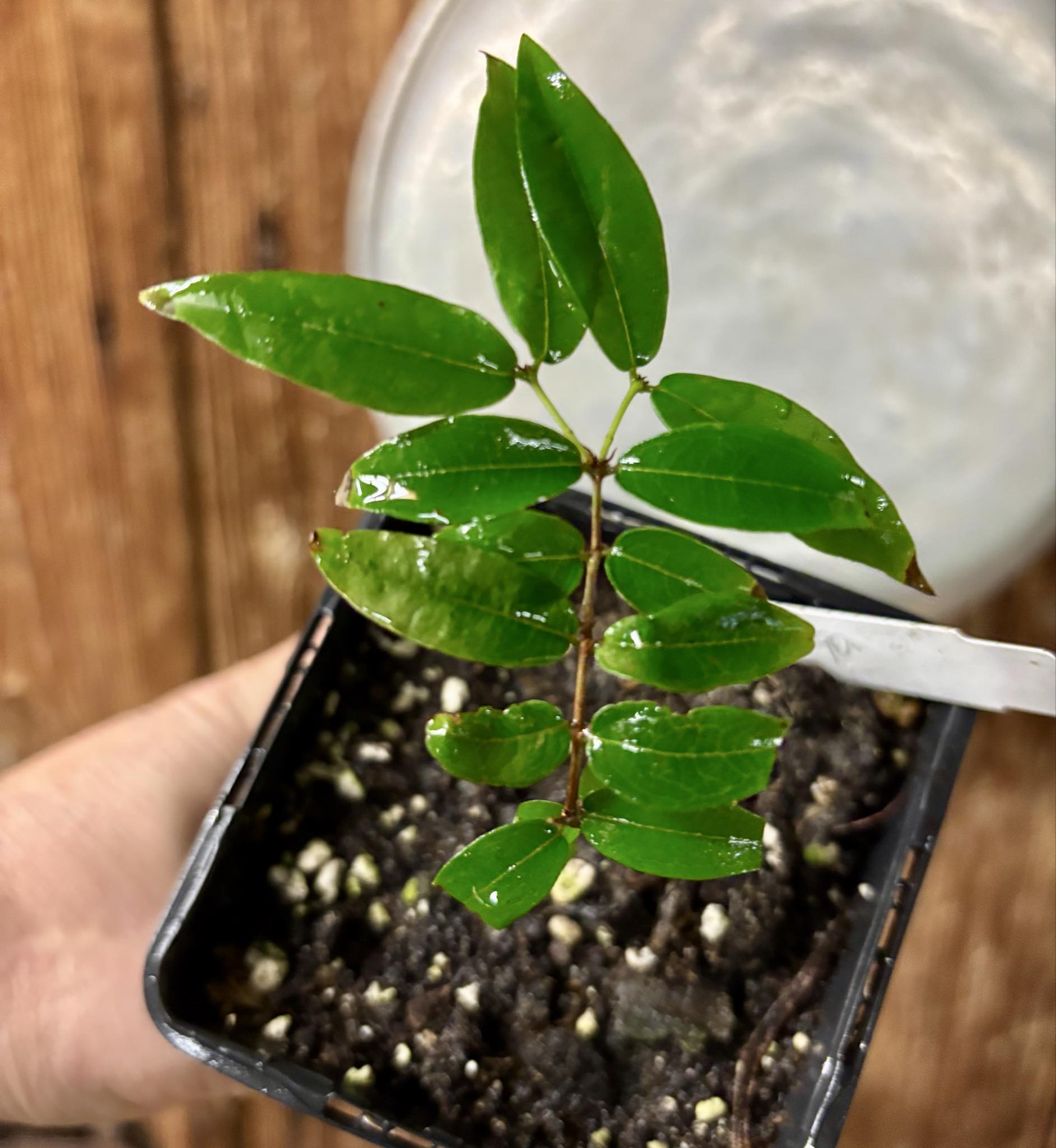 Plinia sp Obera - 1 potted seedling / 1 getopfter Sämling