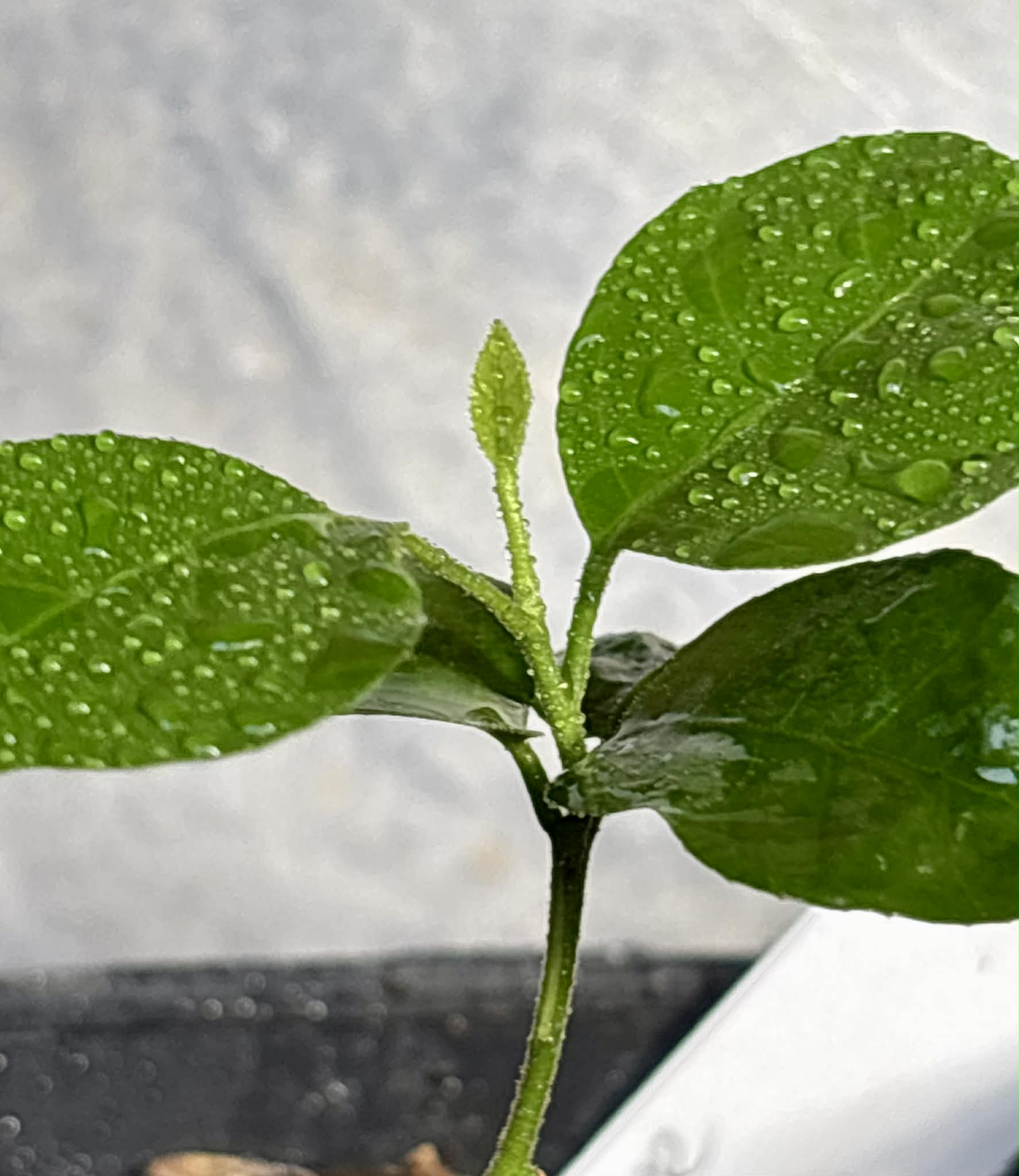 Wampee (Clausena lansium) - 1 potted seedling / 1 getopfter Sämling