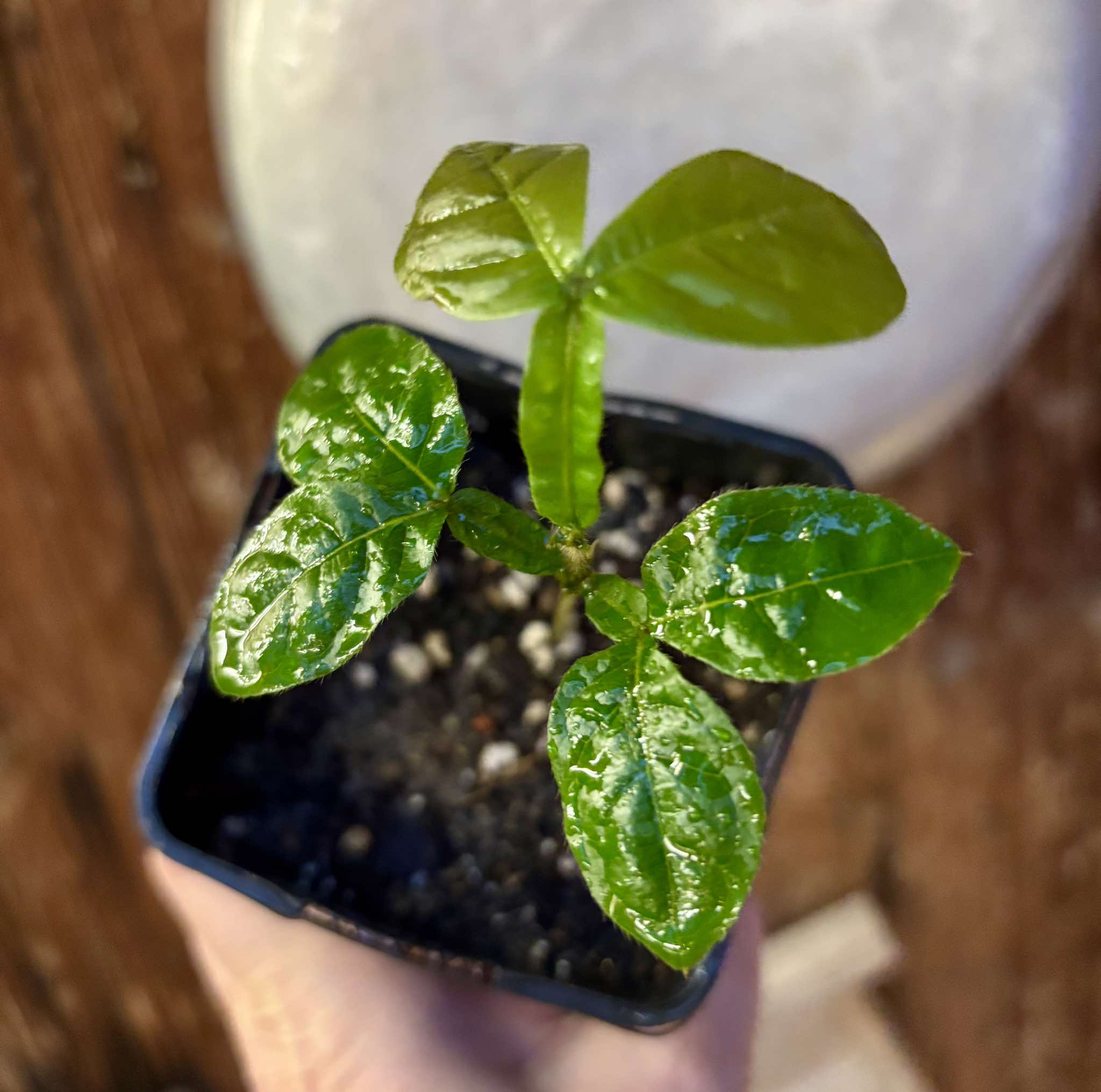Inga vulpina  - 1 small potted seedling / 1 kleiner, getopfter Sämling