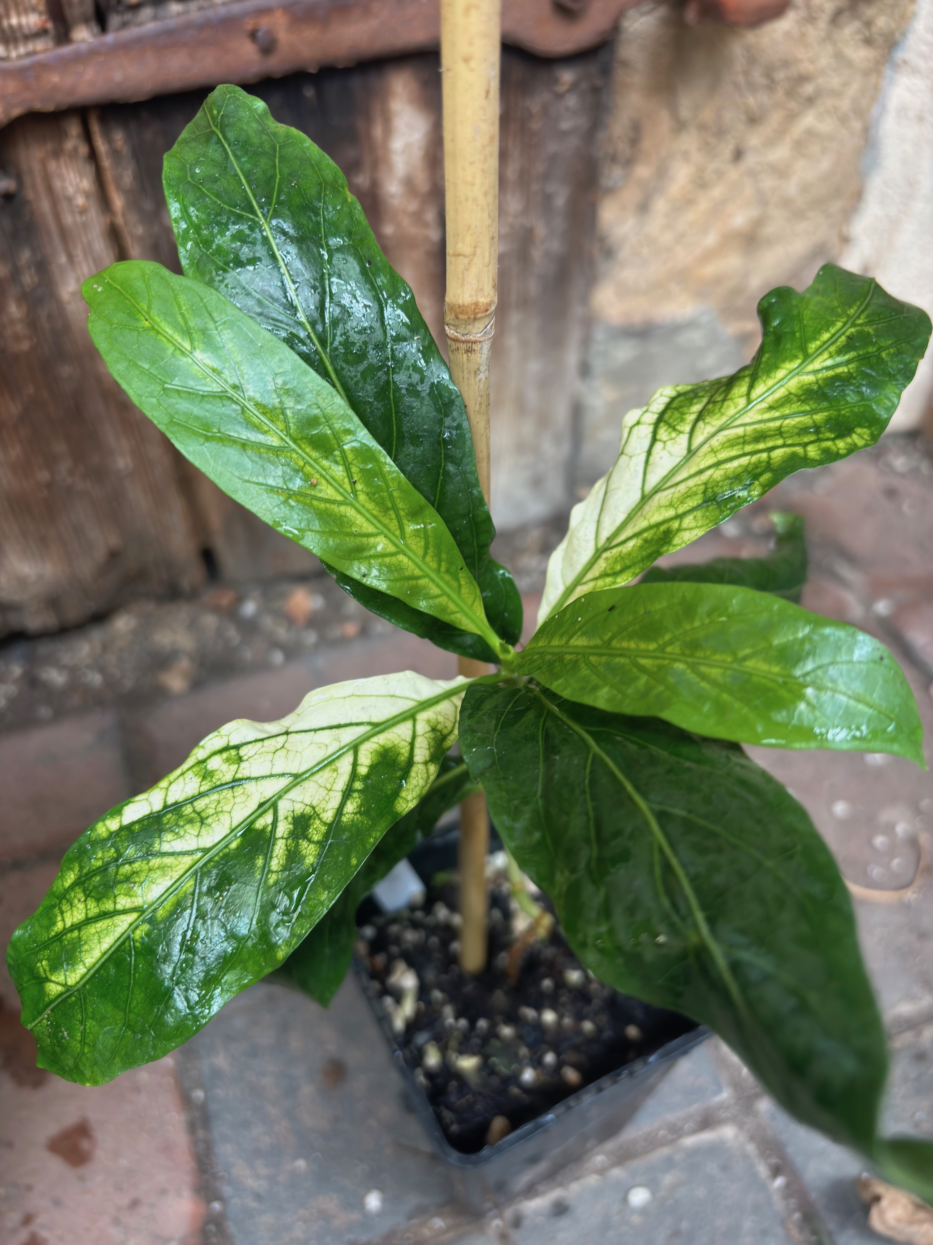 Noni Variegated (Morinda citrifolia) - 1 potted bigger plant / 1 getopfte größere Pflanze 