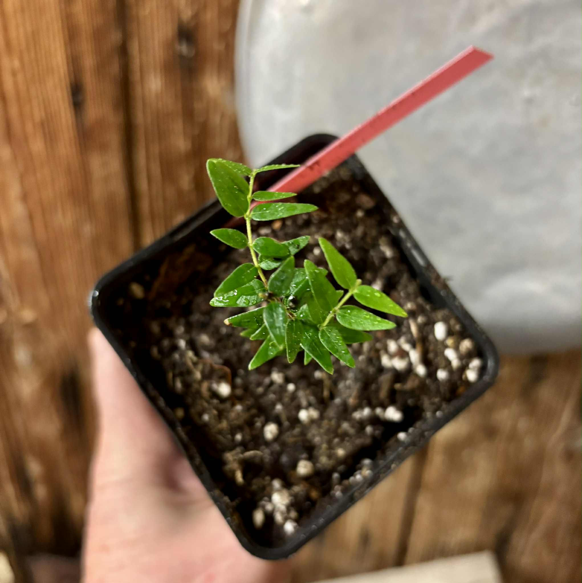 Myrciaria cuspidata YELLOW - 1 small potted plant / 1 kleine, getopfte Pflanze