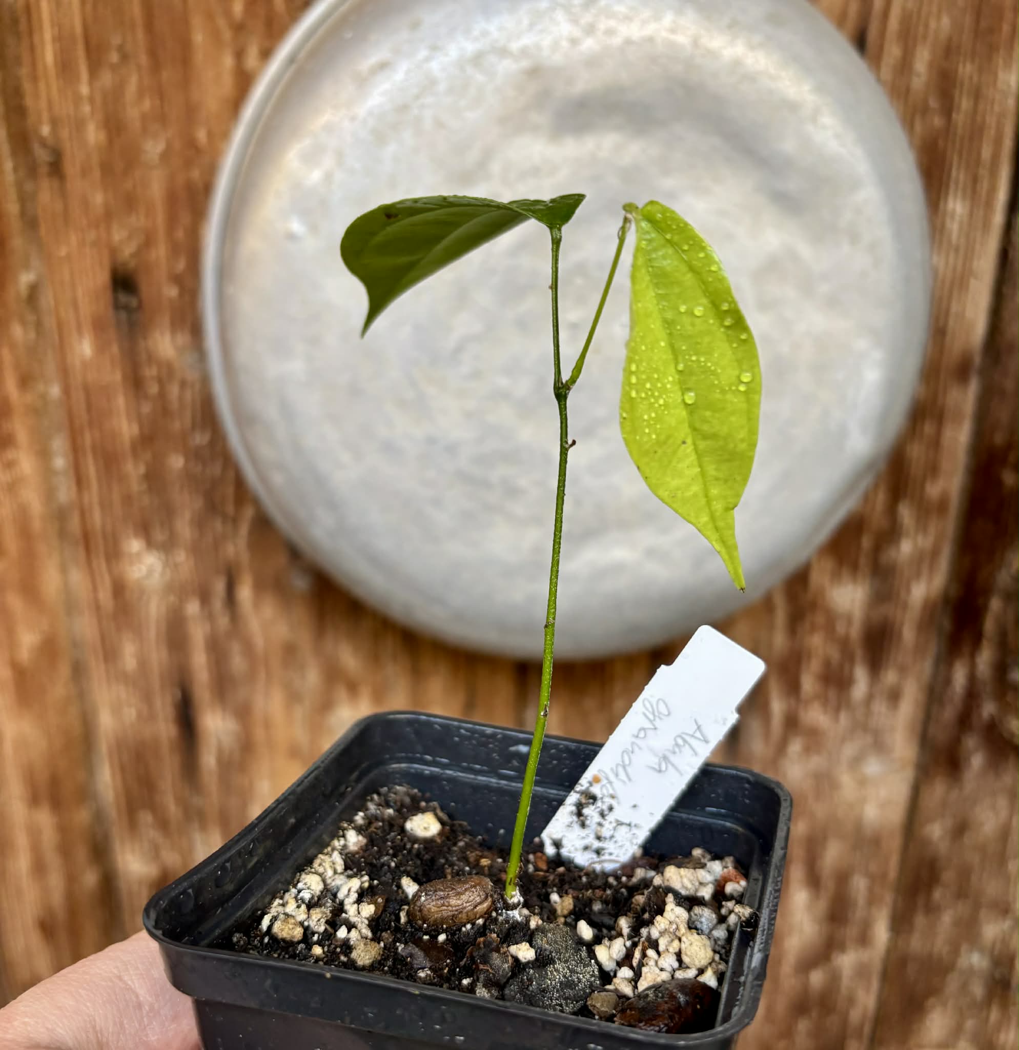Pitombinha da Amazonia (Abuta grandifolia) - 1 potted seedling / 1 getopfter Sämling