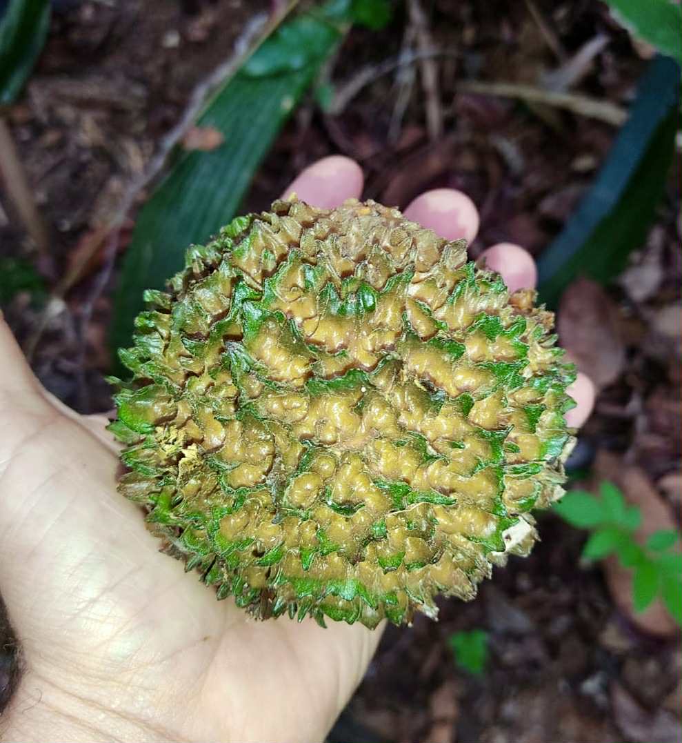 Cordiera sp Jenipapo - 1 germinated seed / 1 gekeimter Samen