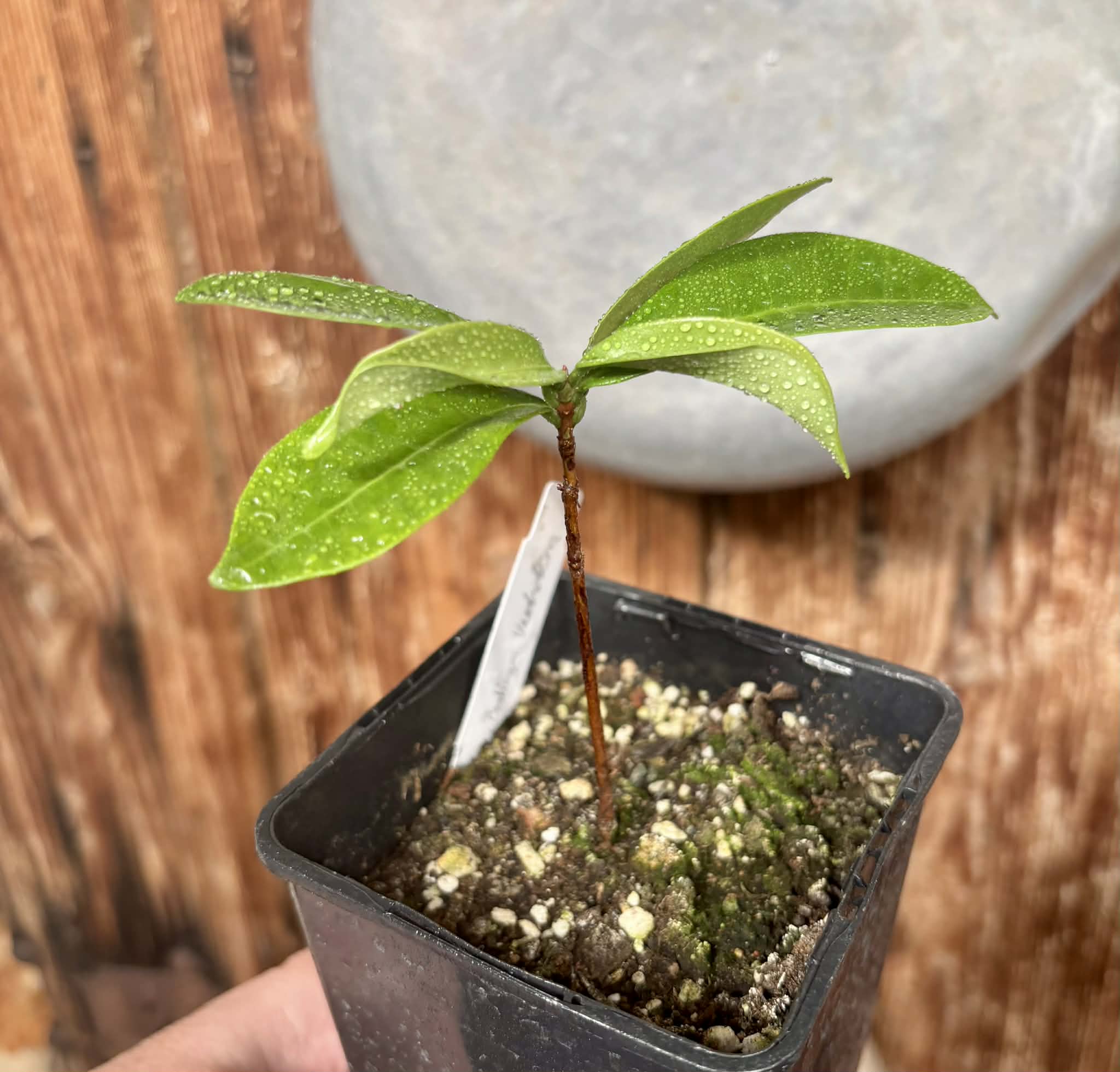 Eugenia sp Batinga Verdadeira -  1 potted plant / 1 getopfte Pflanze