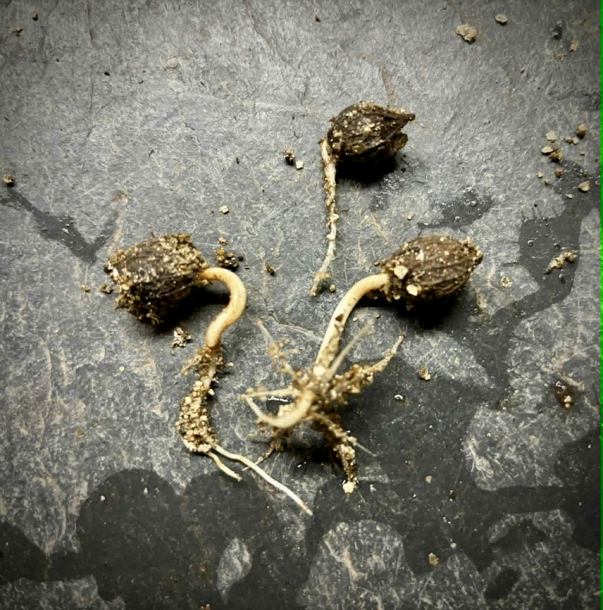 Sea Grape (Coccoloba uvifera)  -  1 germinated seed / 1 gekeimter Samen