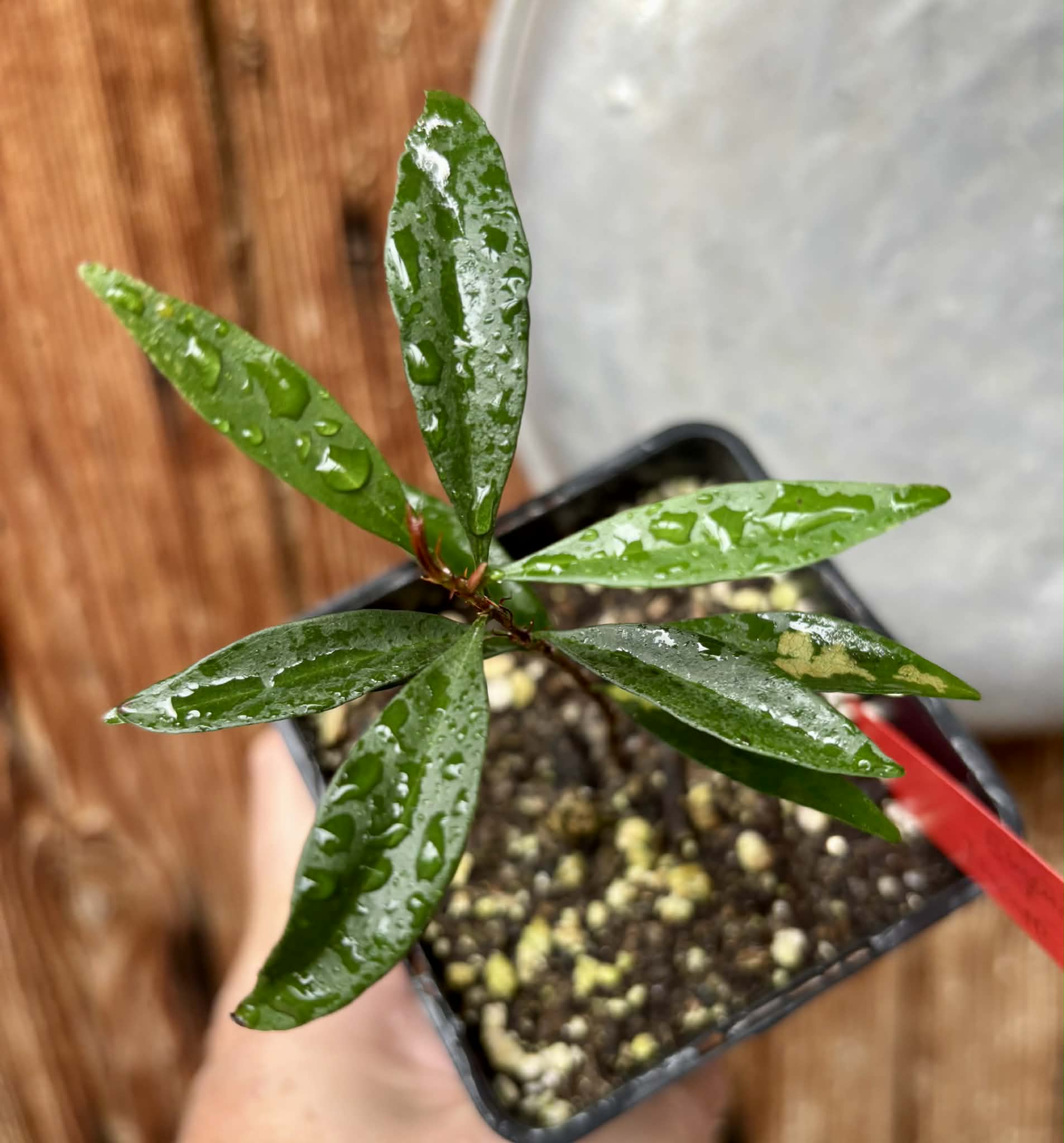 Eugenia sp Itacare vermelha -  1 potted seedling / 1 getopfter Sämling