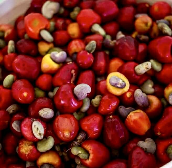 Cajuzinho - Anacardium humile - 2 fresh seeds / 2 frische Samen Cajuzinho - Anacardium humile - 2 fresh seeds / 2 frische Samen