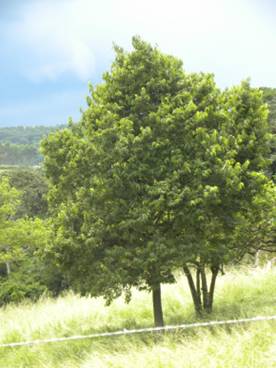 Annona neolaurifolia - 1 potted plant / 1 getopfte Pflanze