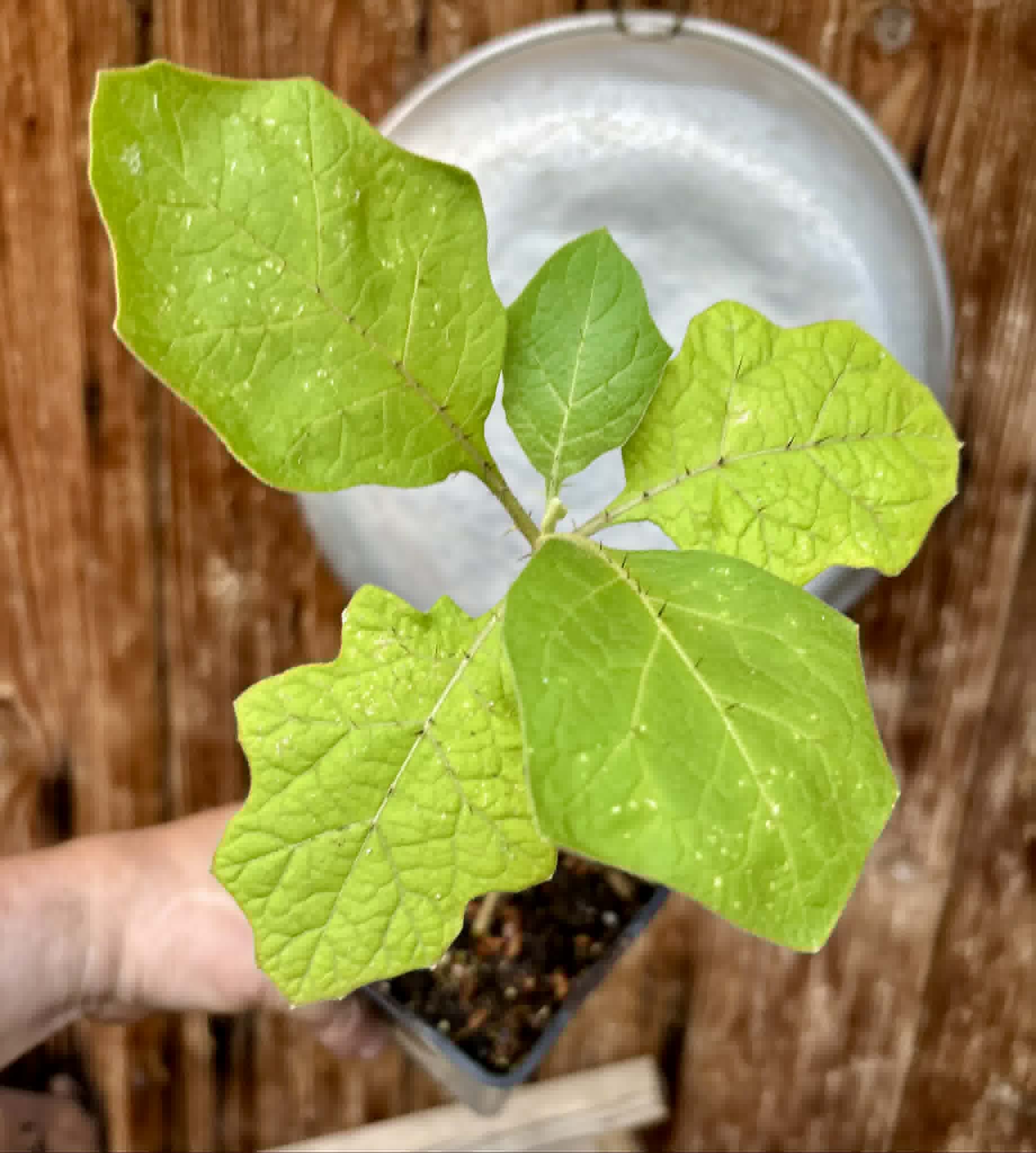 Juã-Açu - Solanum oocarpum - 1 potted plant / 1 getopfte Pflanze