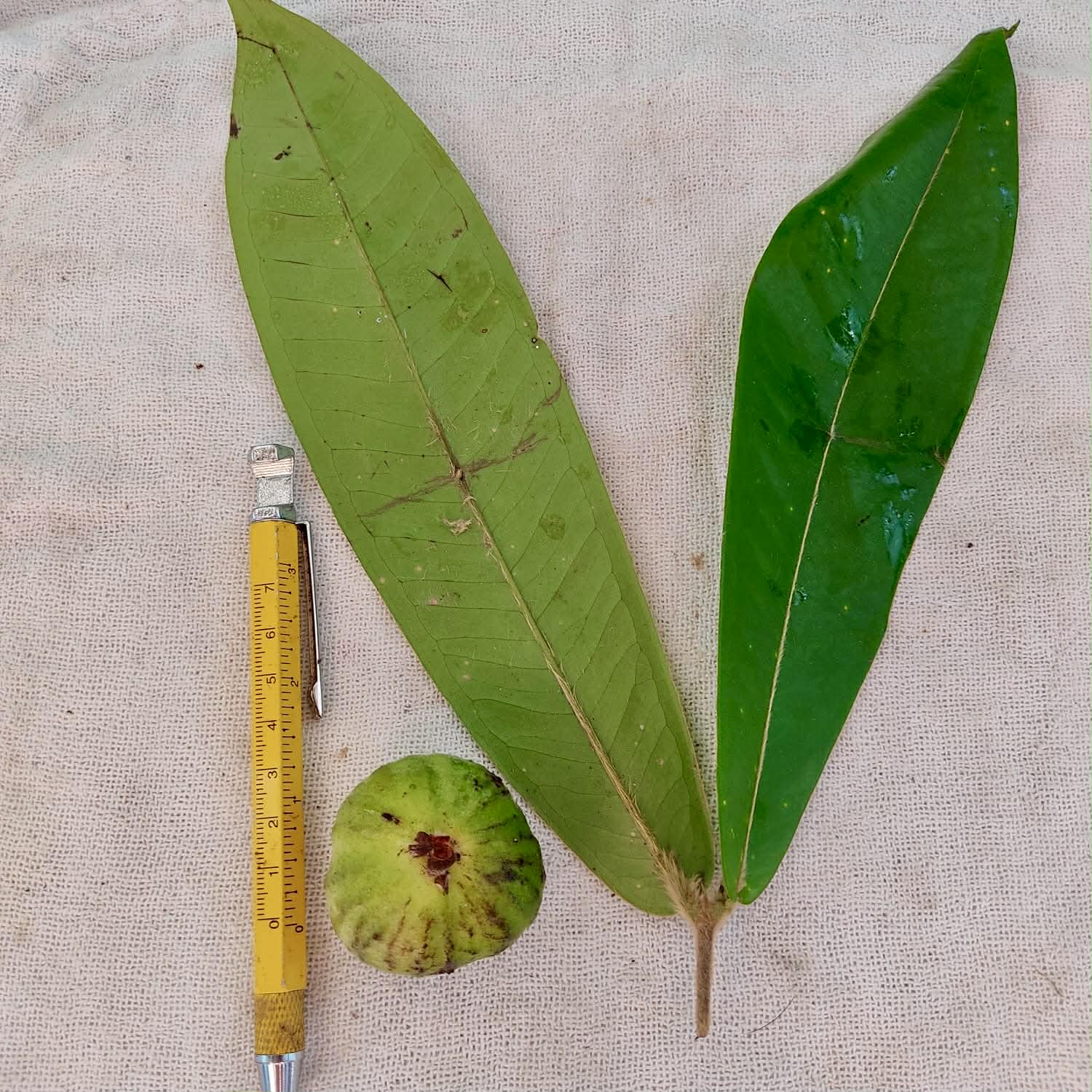 only 3 seeds available - Pre-Order - Plinia rara Costata Camacan - 1 fresh seed / 1 frischer Samen