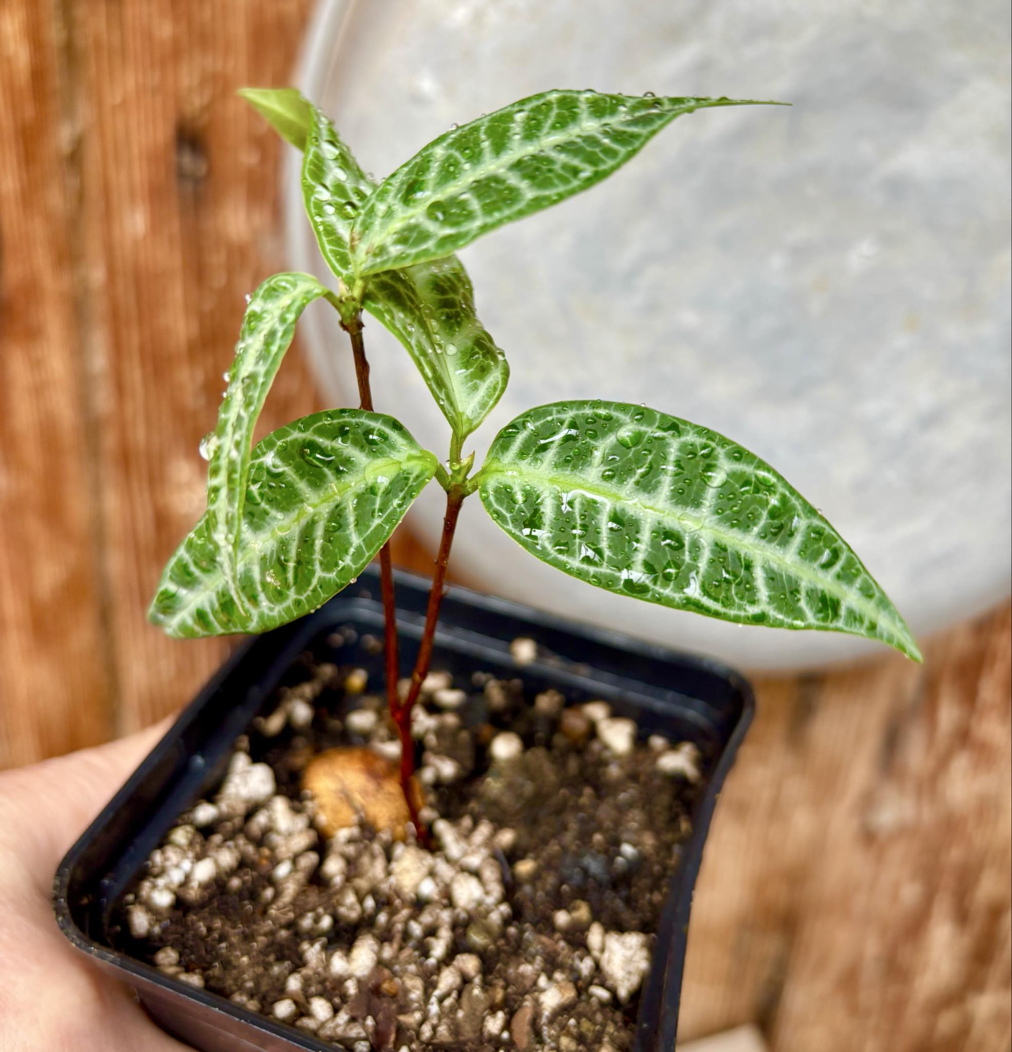 Eugenia sp Labisia Nr. D -  1 potted plant / 1 getopfte Pflanze