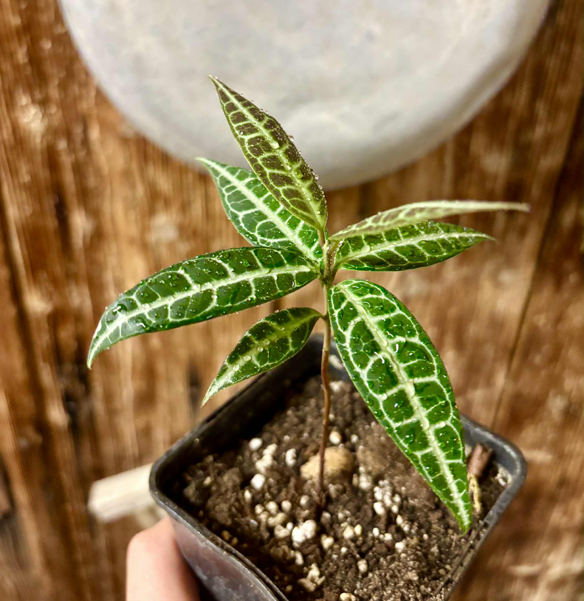 Eugenia sp Labisia -  1 potted seedling / 1 getopfter Sämling