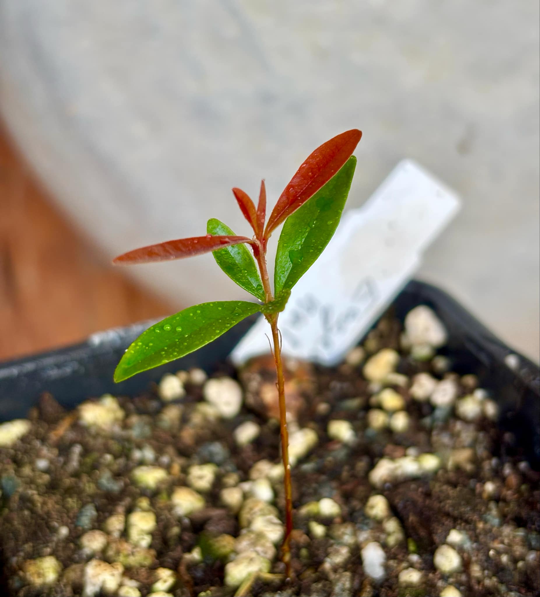 Eugenia nutans - 1 small potted seedling / 1 kleiner, getopfter Sämling