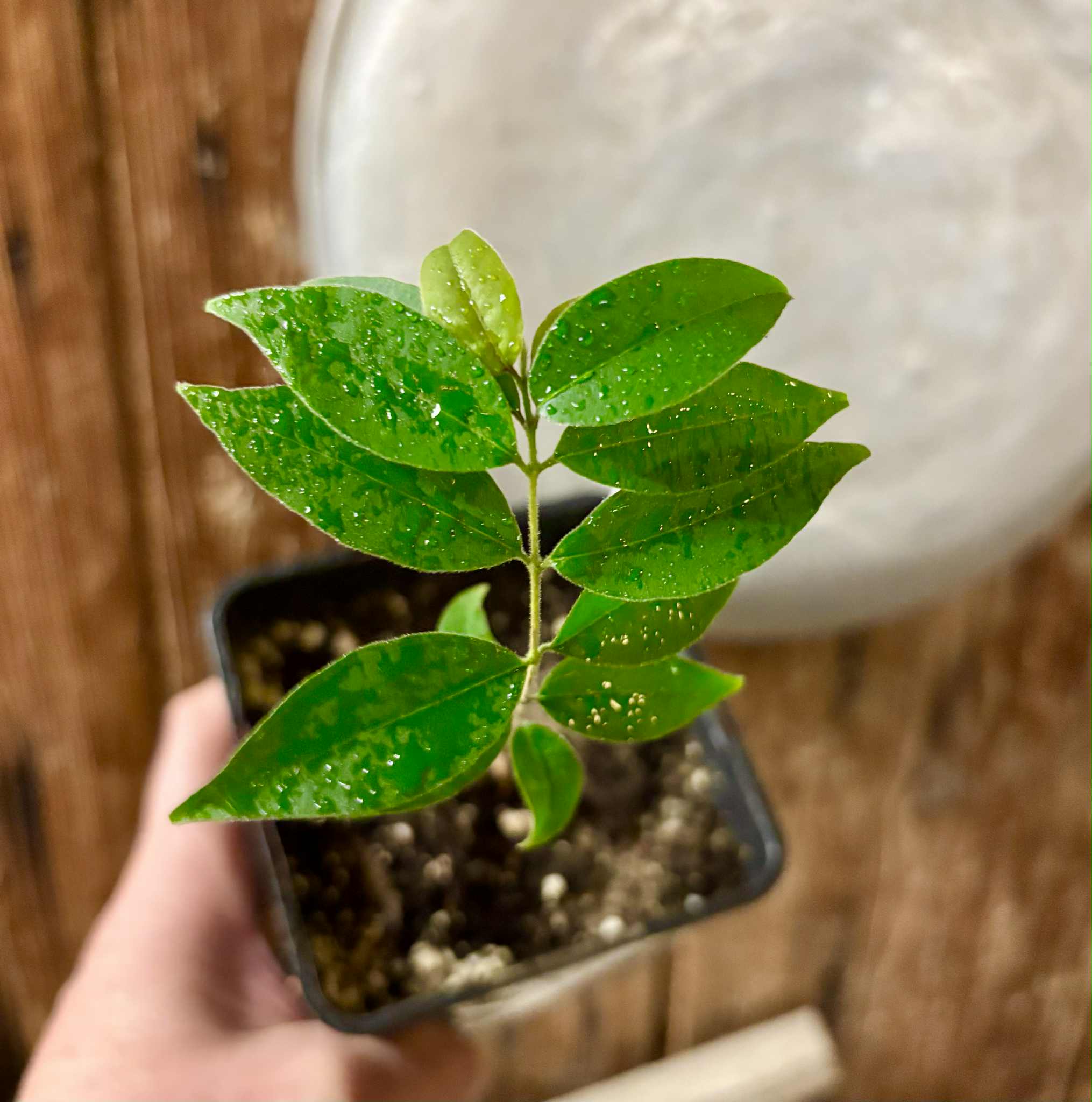 Eugenia sp Guajuba suave -  1 potted seedling / 1 getopfter Sämling